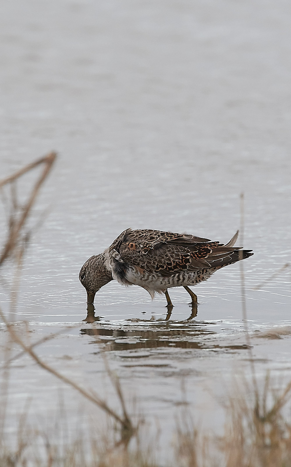 Long-billed Dowitcher - 12-04-2023