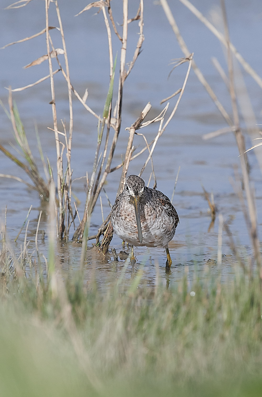 Long-billed Dowitcher - 12-04-2023