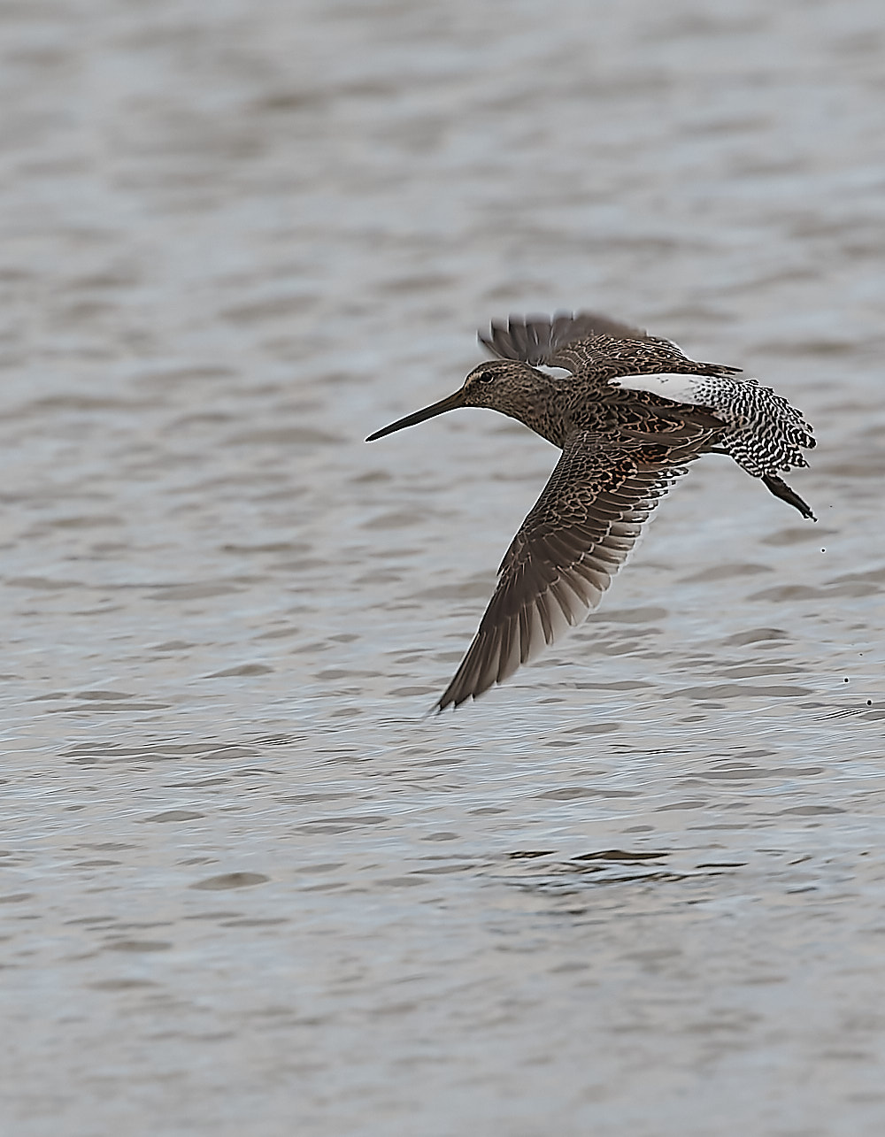 Long-billed Dowitcher - 13-04-2023