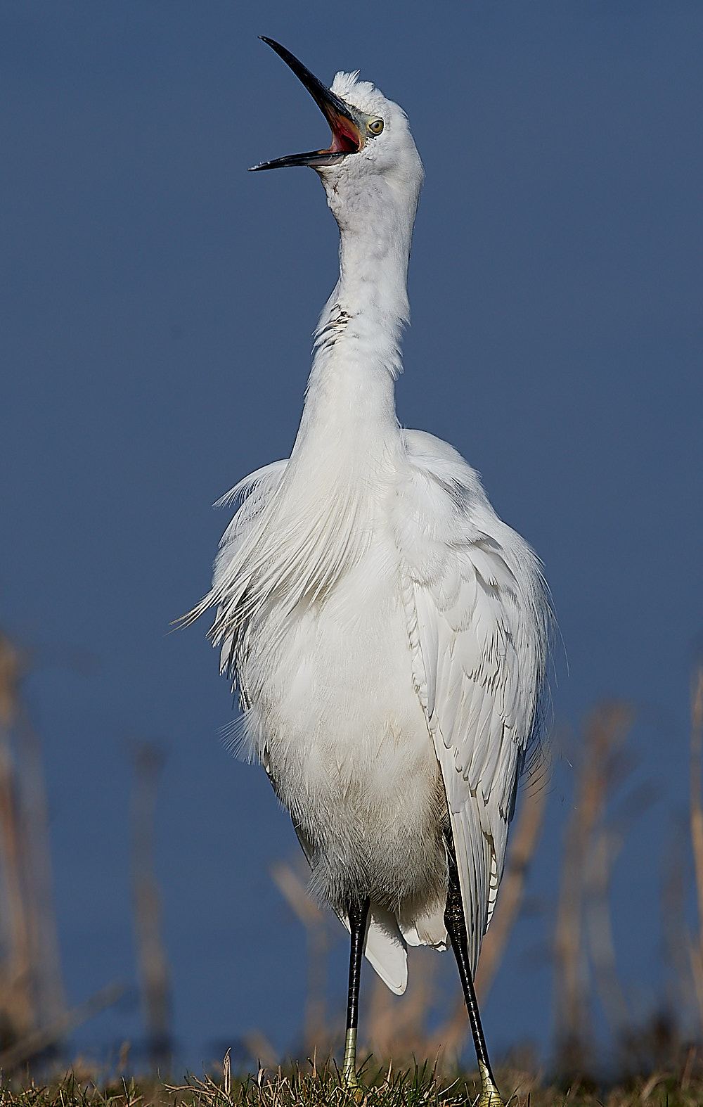 Little Egret - 14-02-2023