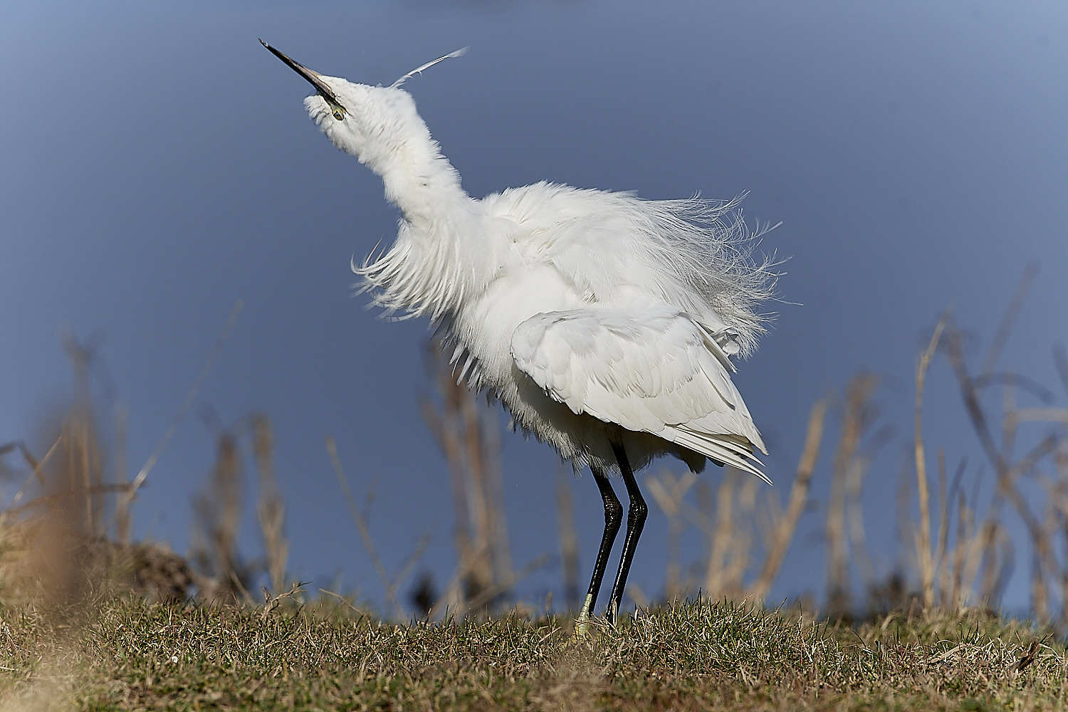 Little Egret - 14-02-2023