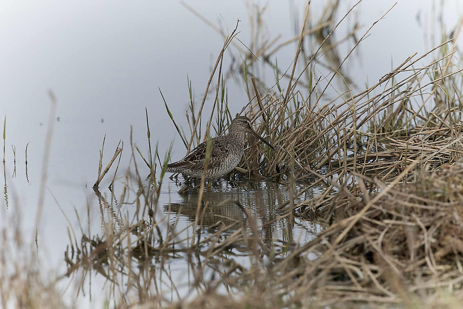 Long-billed Dowitcher - 05-04-2023