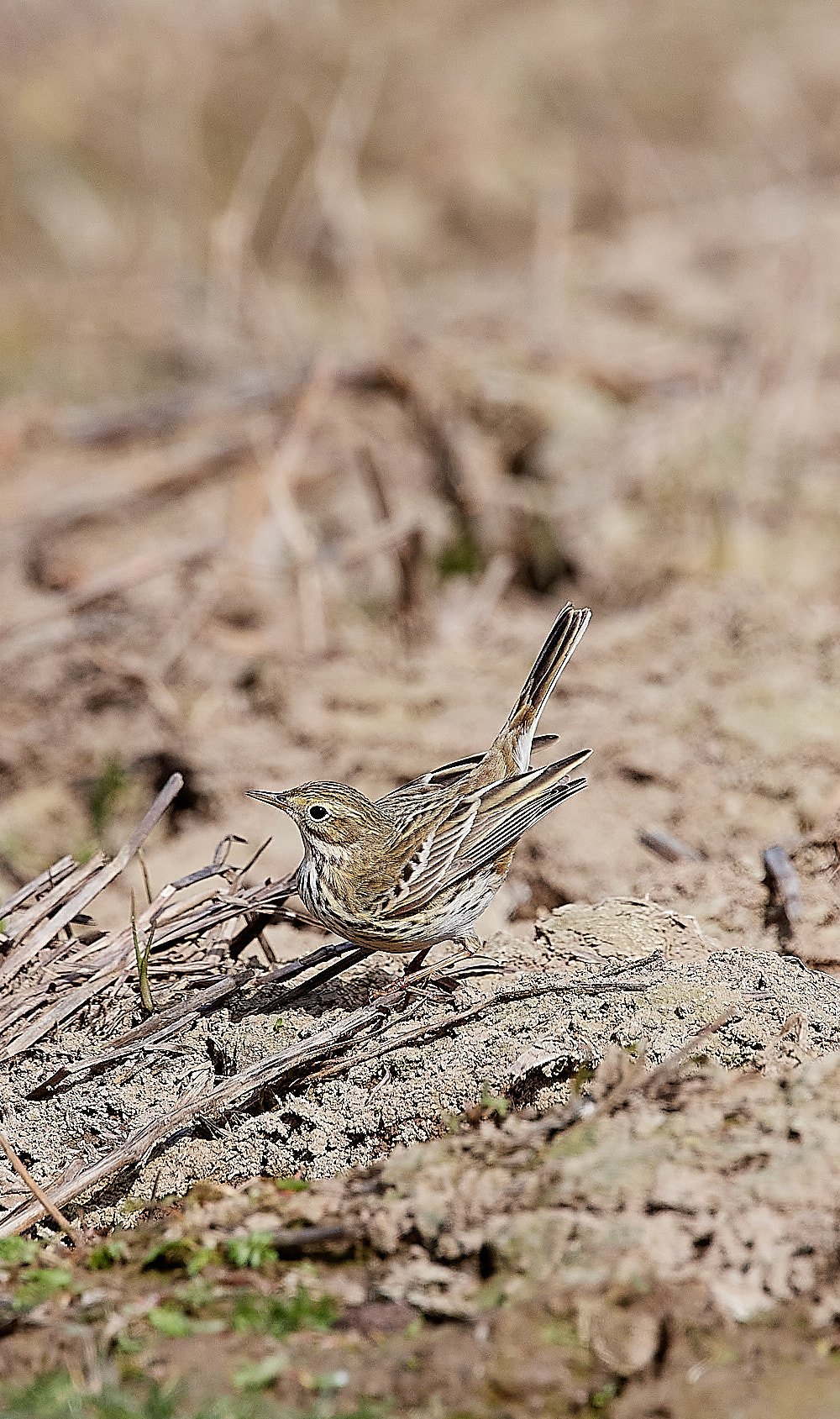 Meadow Pipit - 05-04-2023