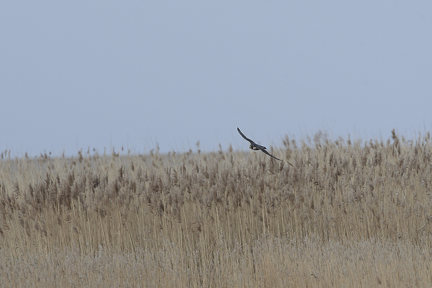 Peregrine - 05-04-2023