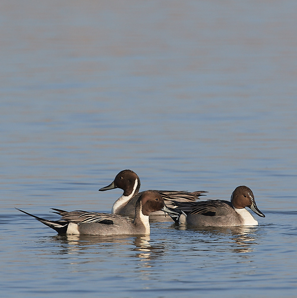 Pintail - 14-02-2023