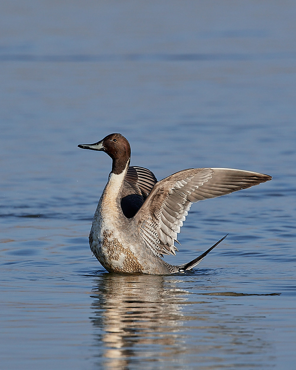 Pintail - 14-02-2023