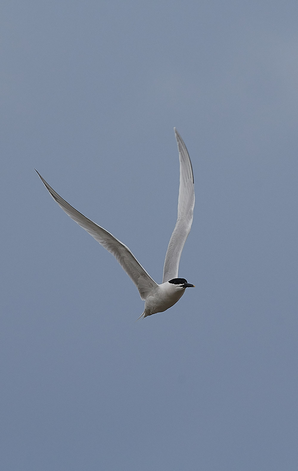 Sandwich Tern - 12-04-2023