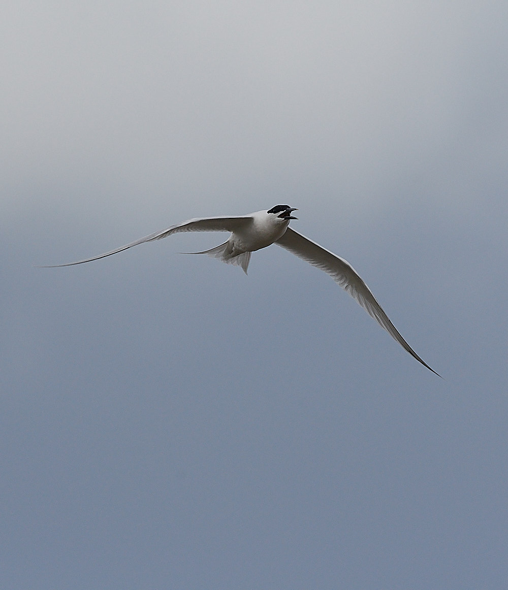 Sandwich Tern - 12-04-2023