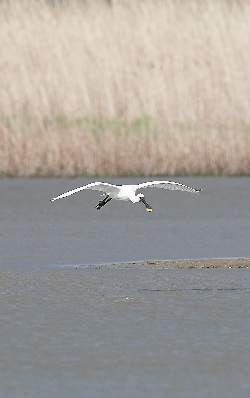 Spoonbill - 12-04-2023