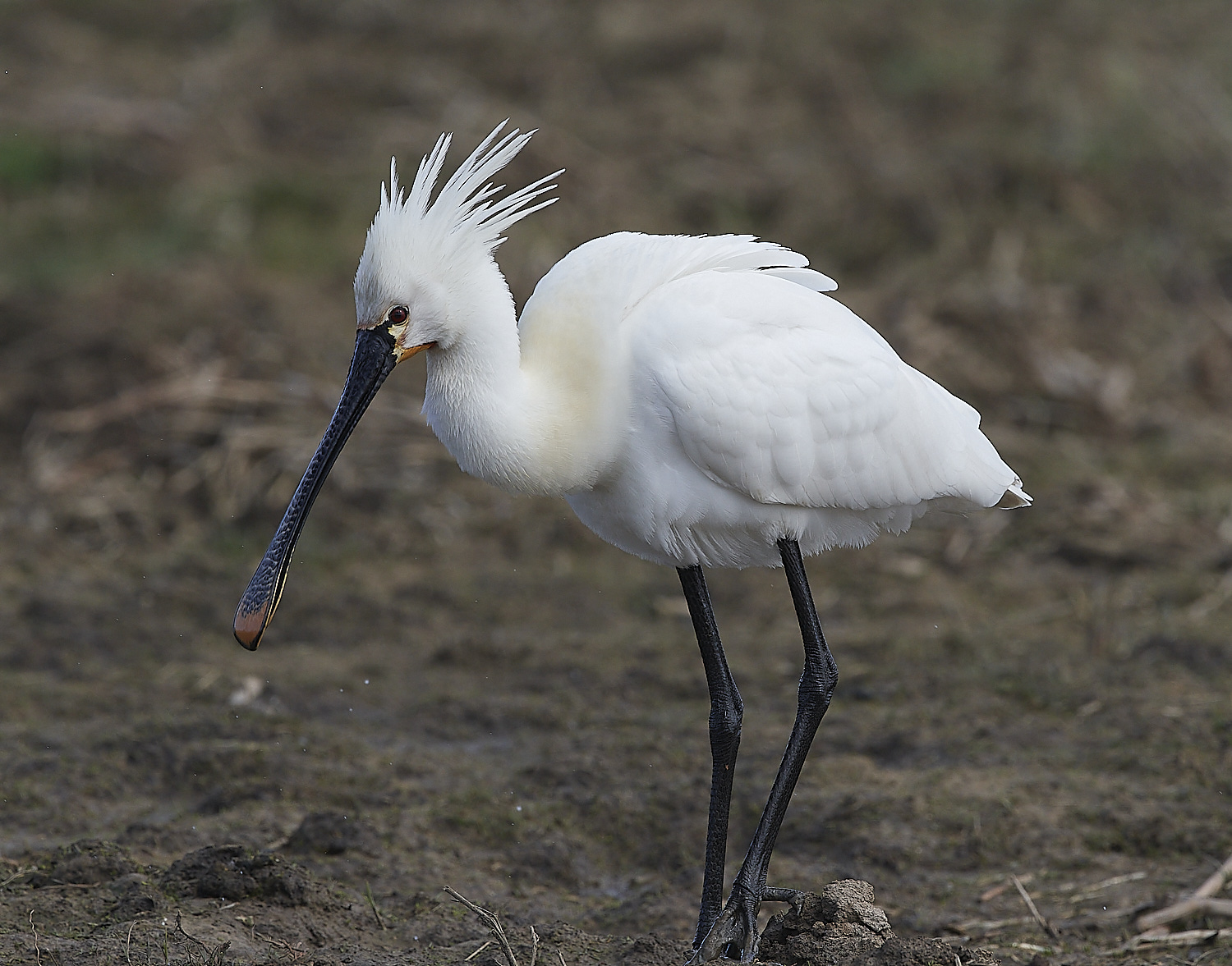 Spoonbill - 13-04-2023