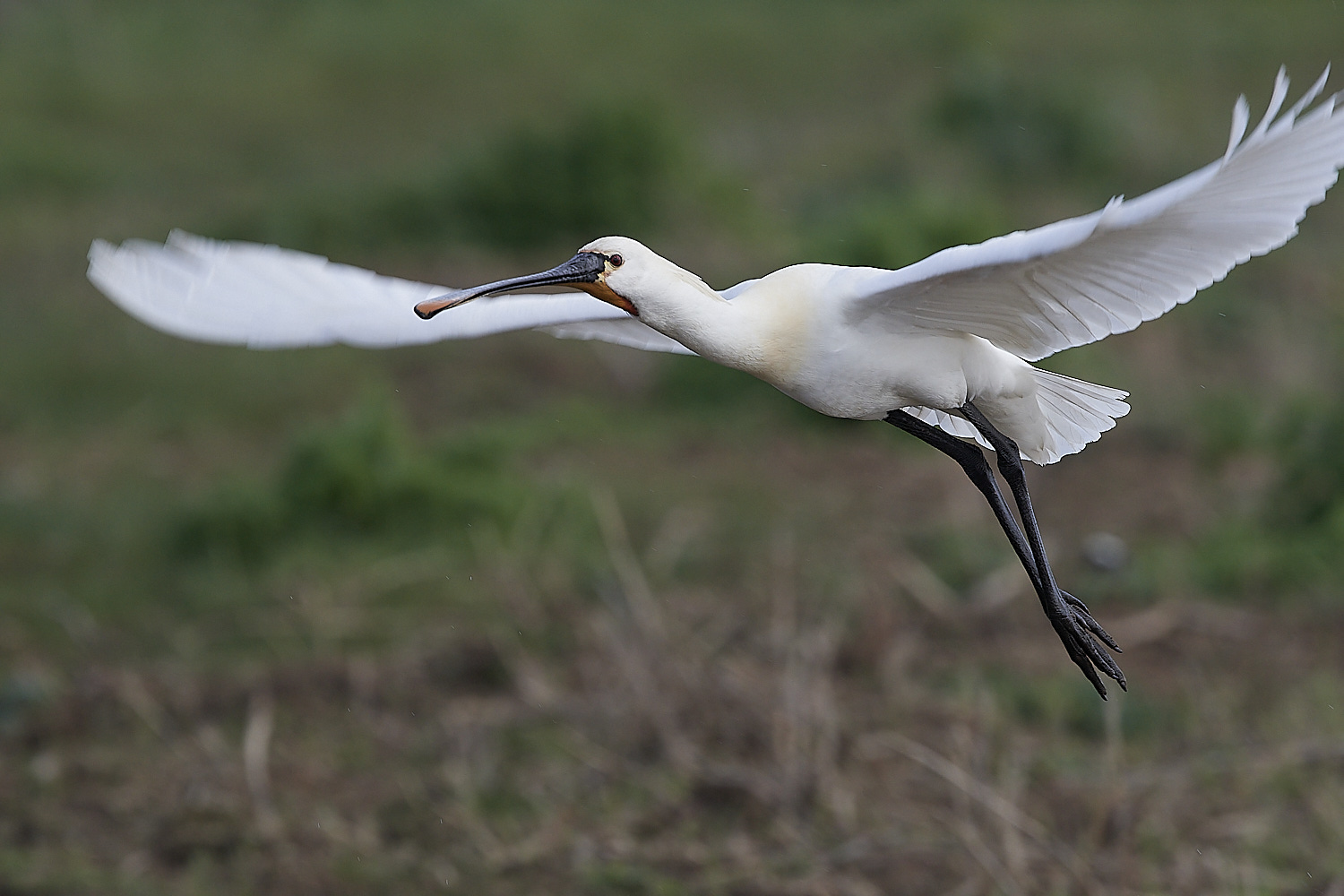 Spoonbill - 13-04-2023