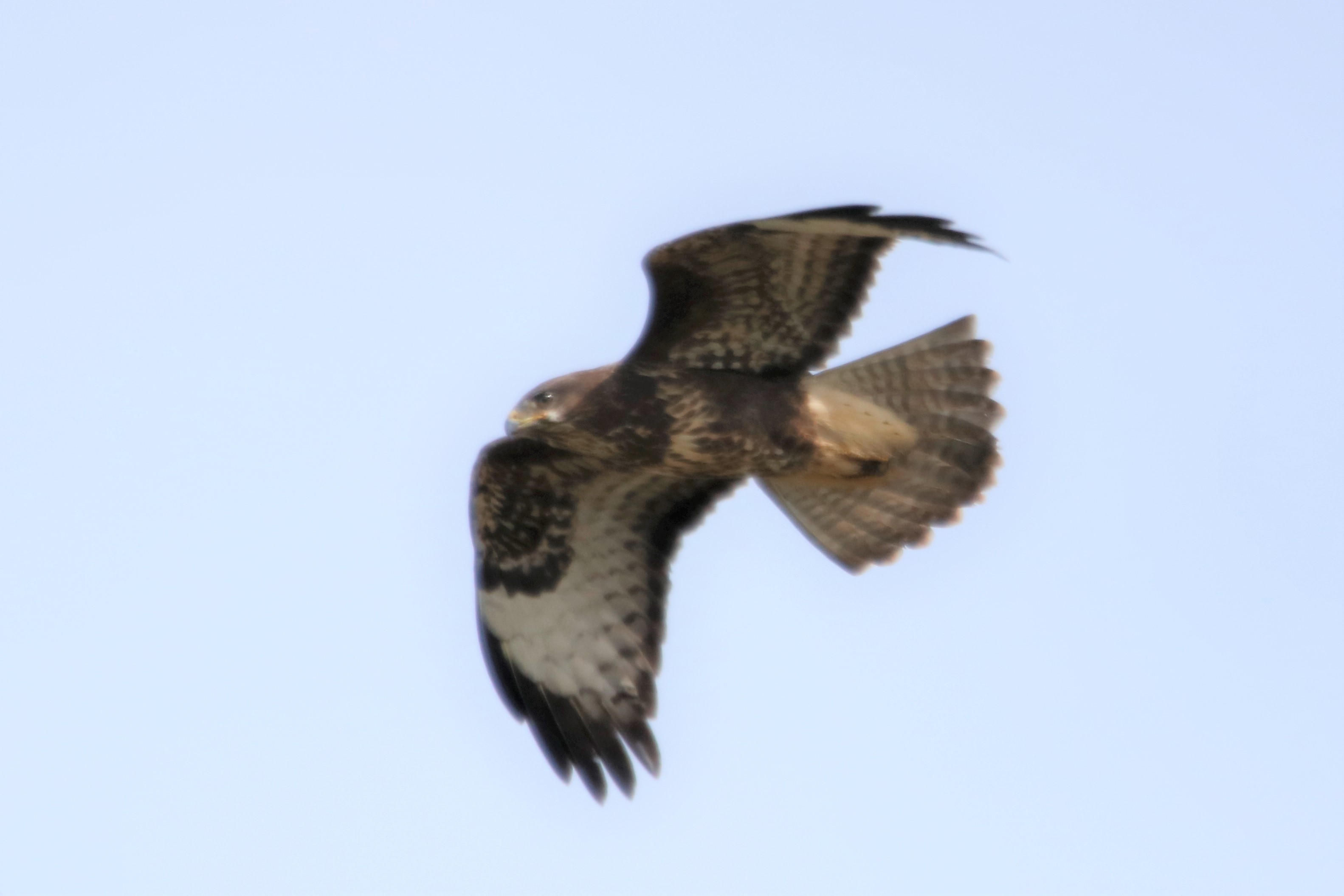 Buzzard - 12-09-2021