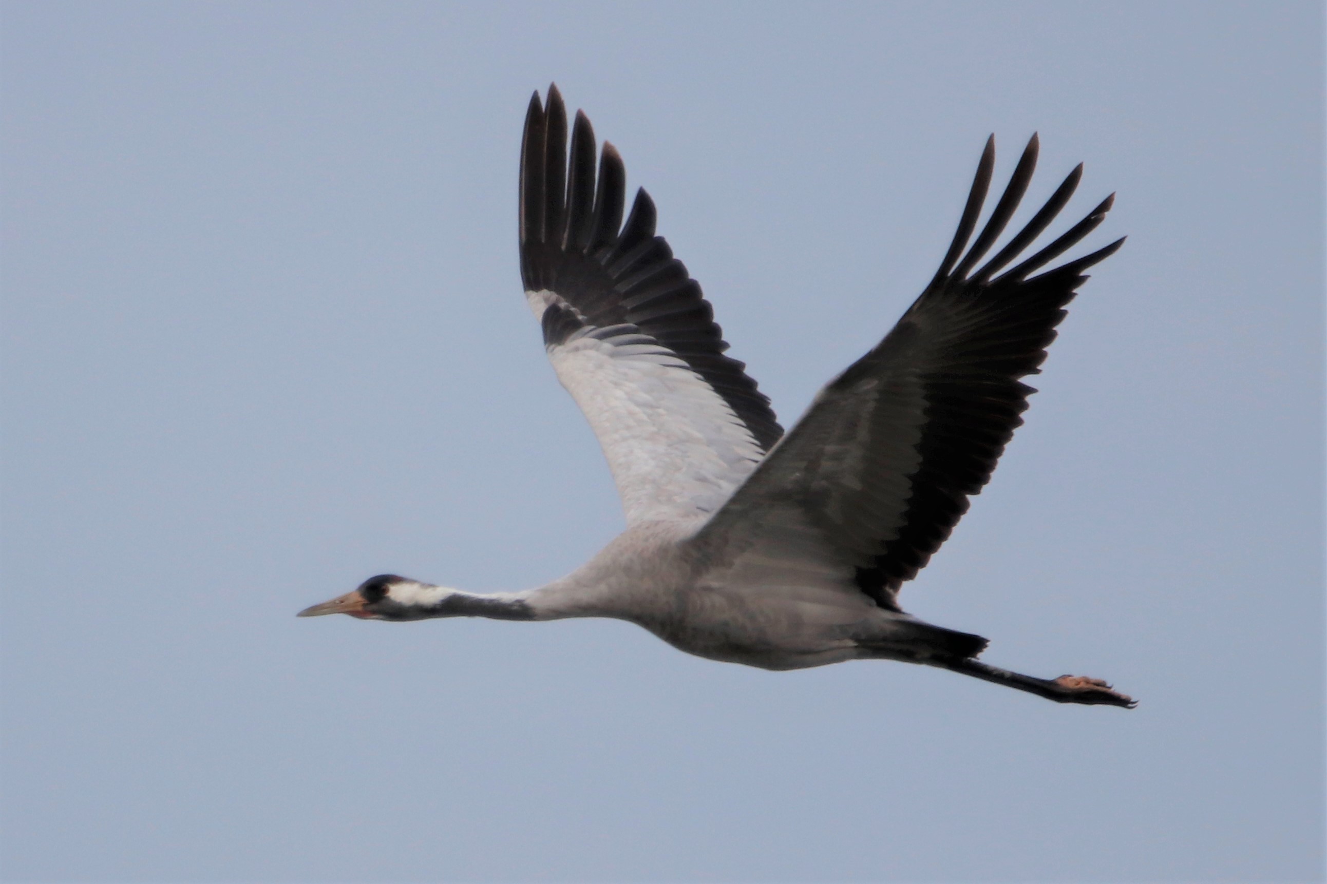 Crane - 11-09-2021