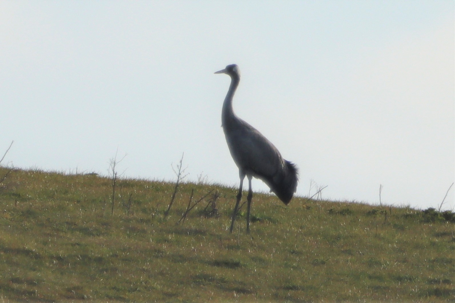 Crane - 16-04-2021