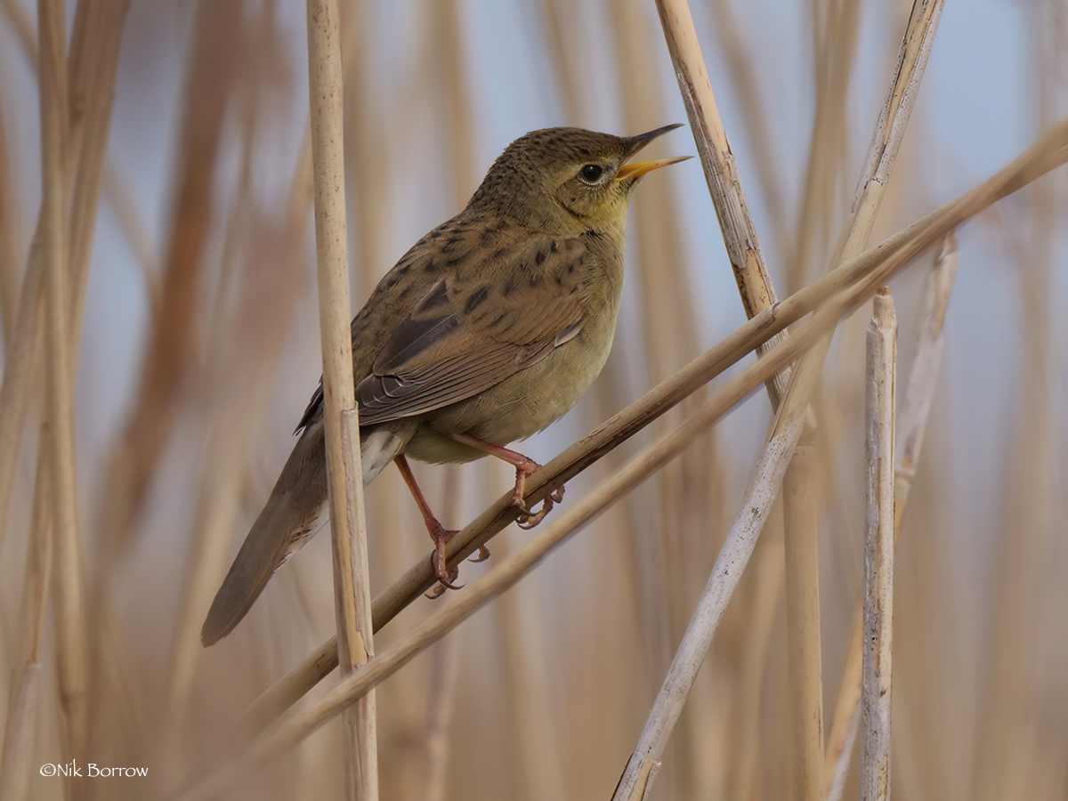 Grasshopper Warbler - 24-04-2021