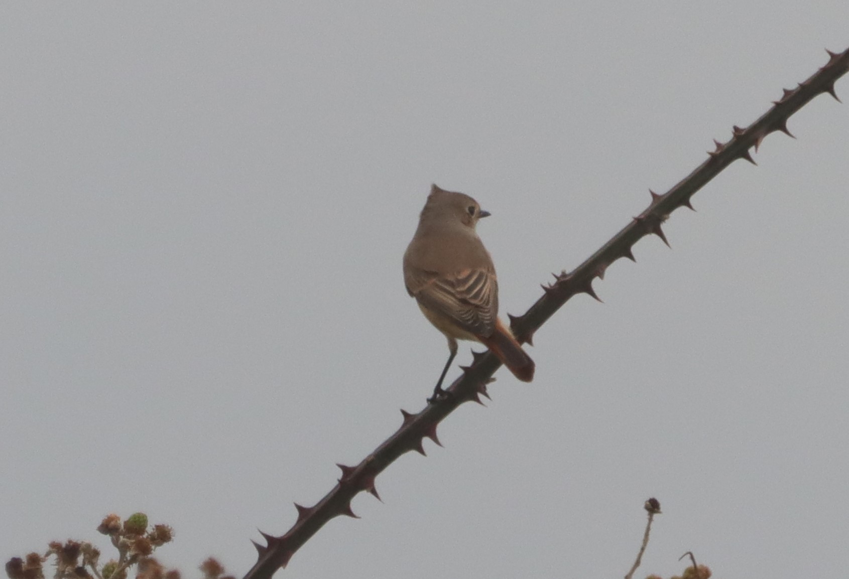 Redstart - 18-08-2023