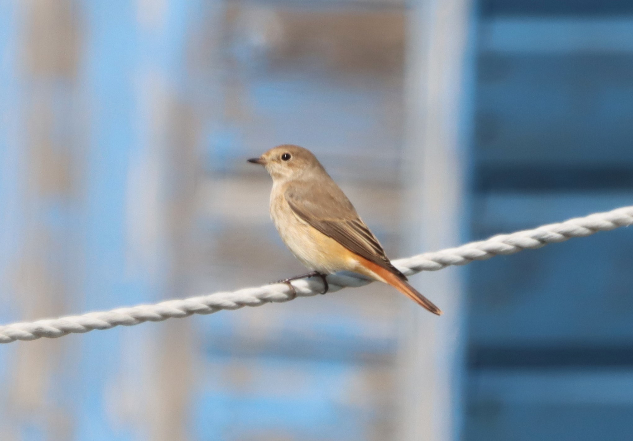 Redstart - 02-09-2023