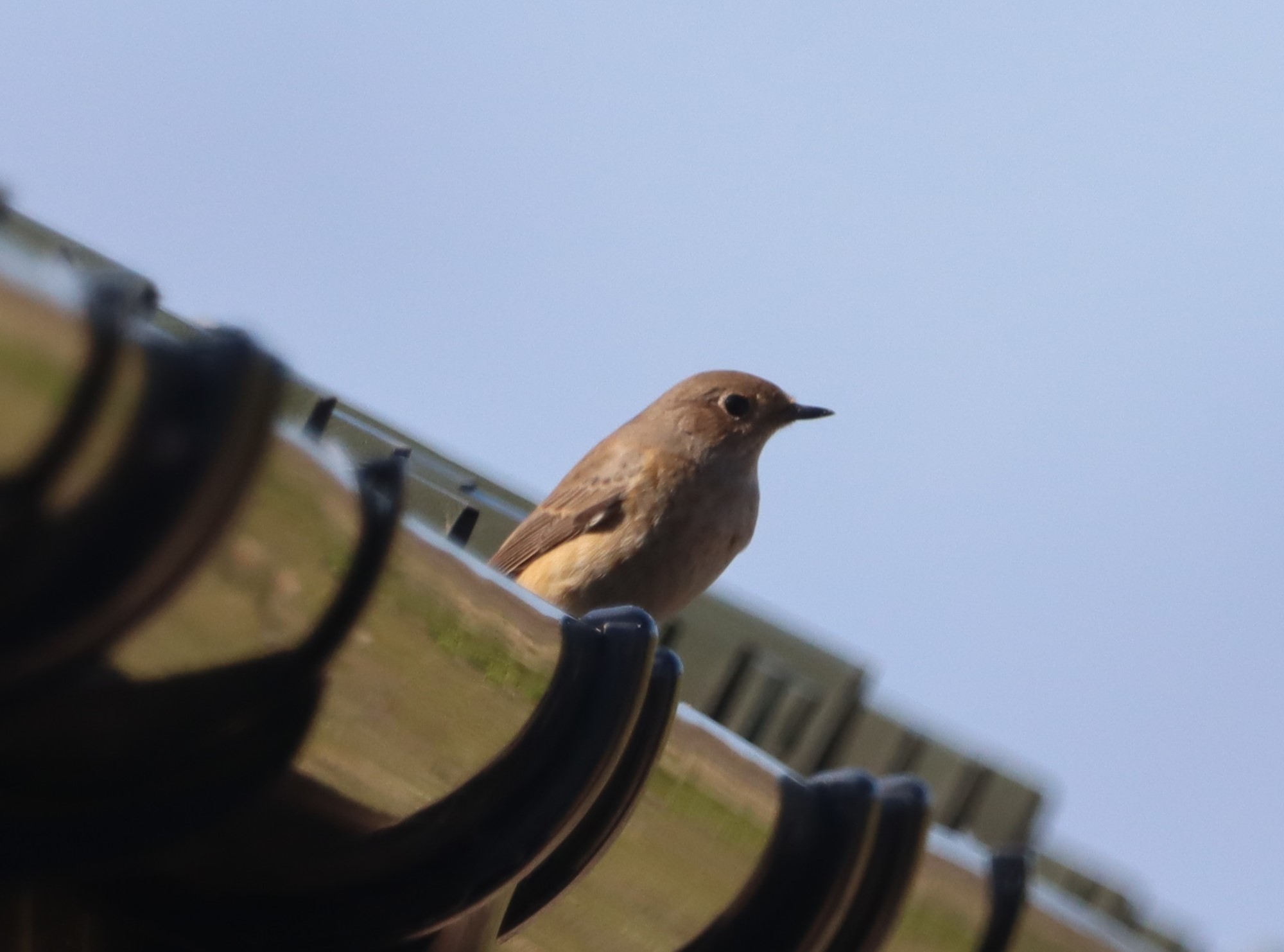 Redstart - 02-09-2023