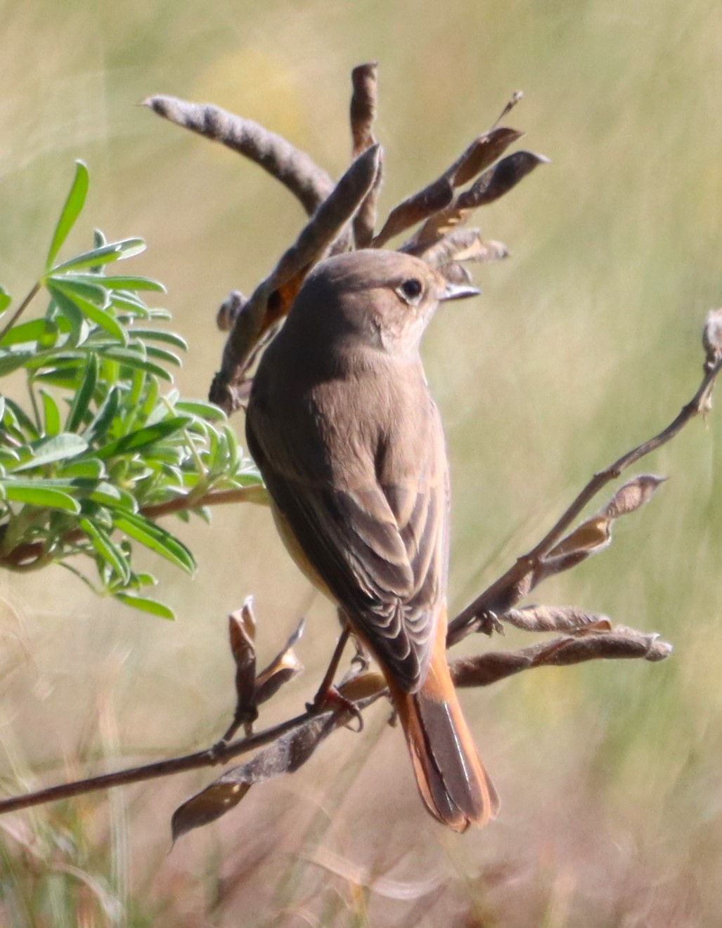 Redstart - 02-09-2023