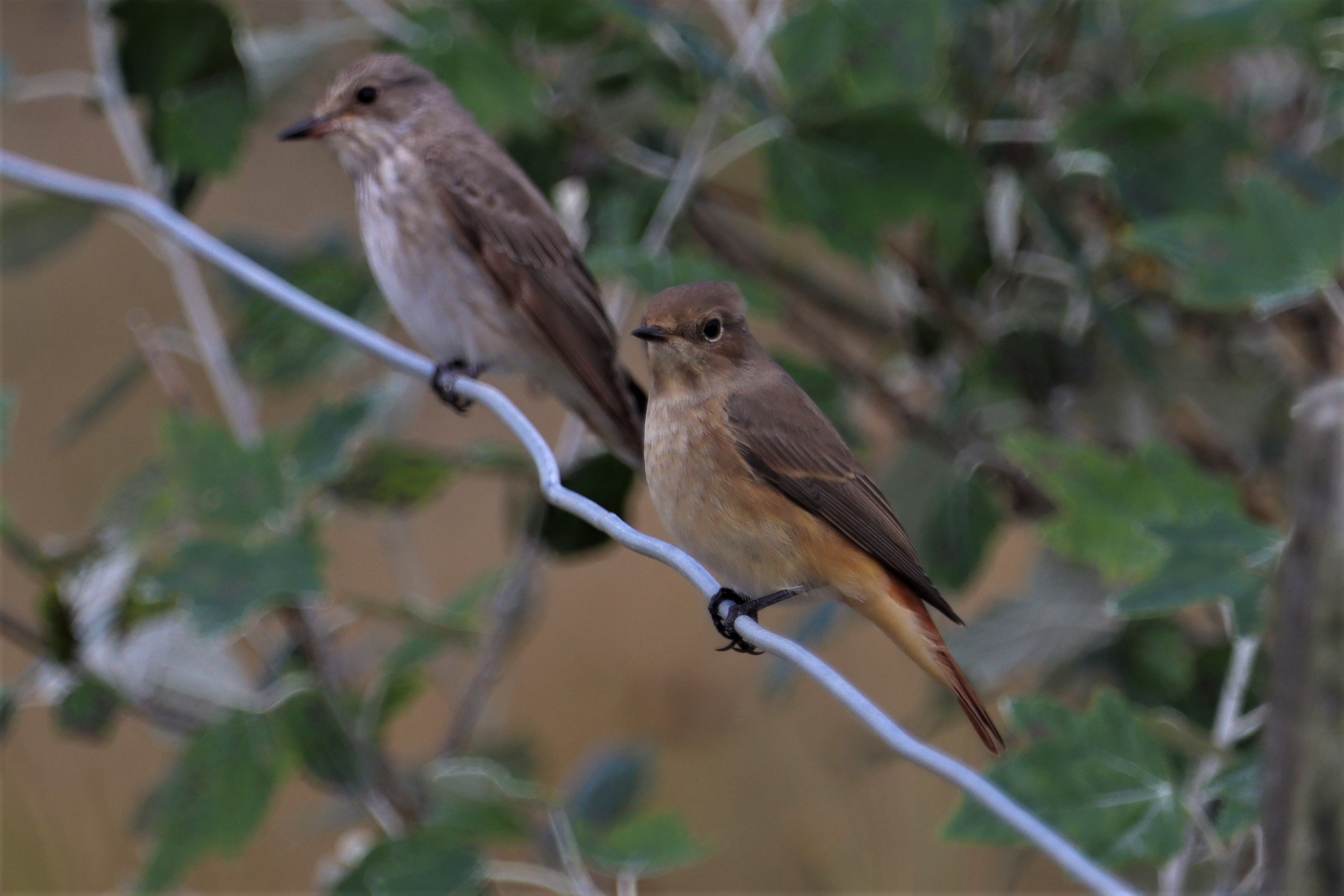 Redstart - 23-08-2021