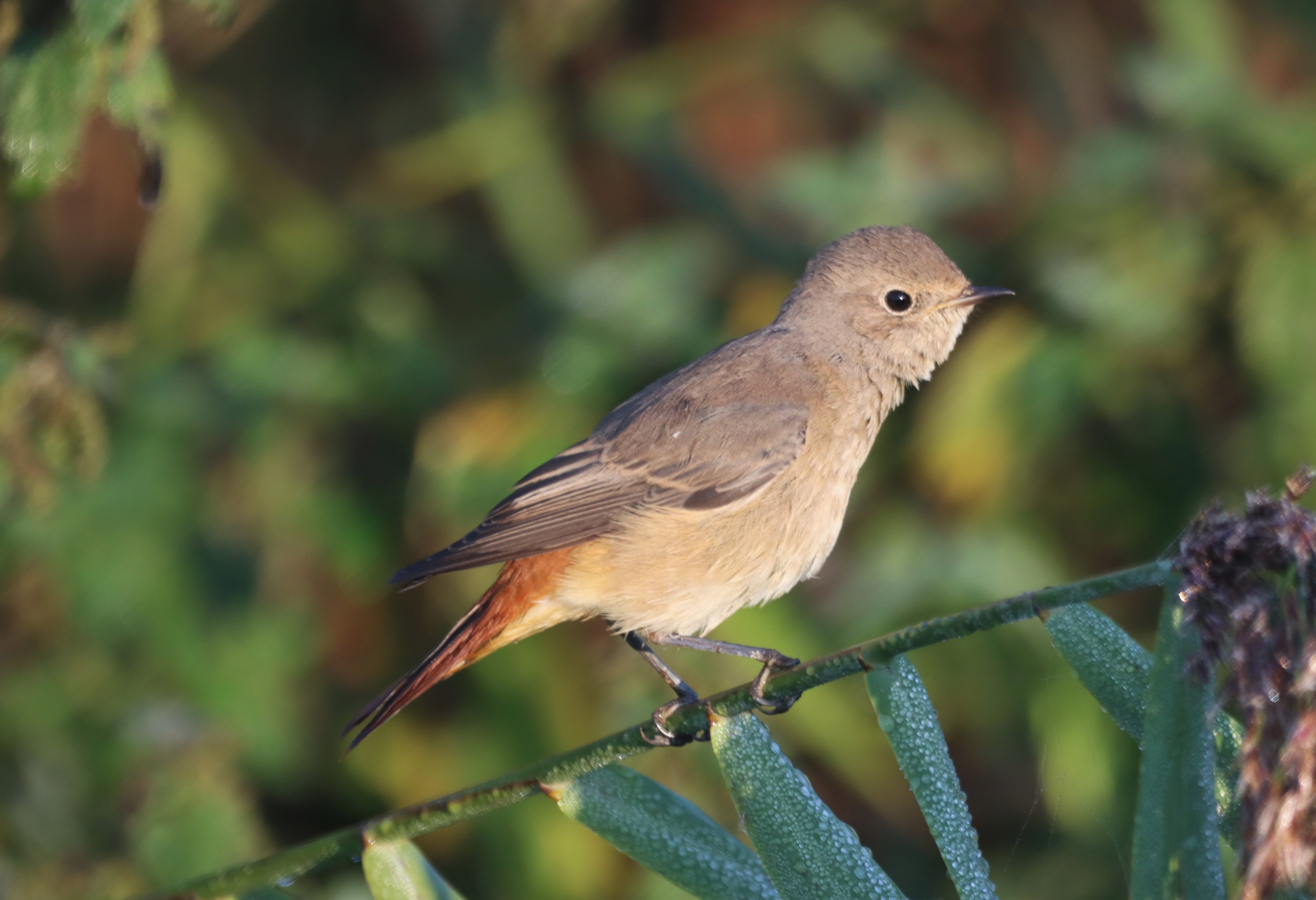 Redstart - 21-09-2024