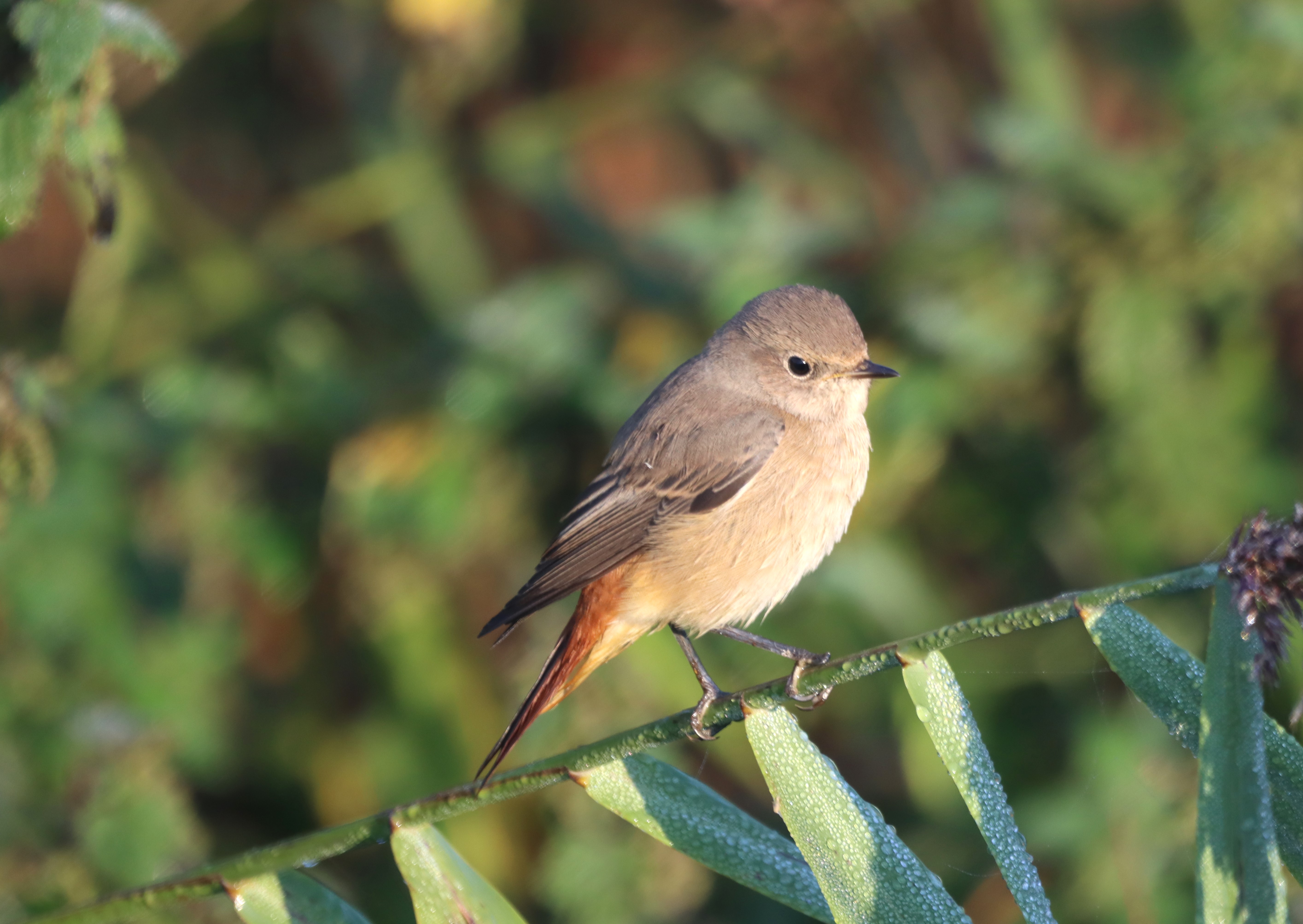 Redstart - 21-09-2024