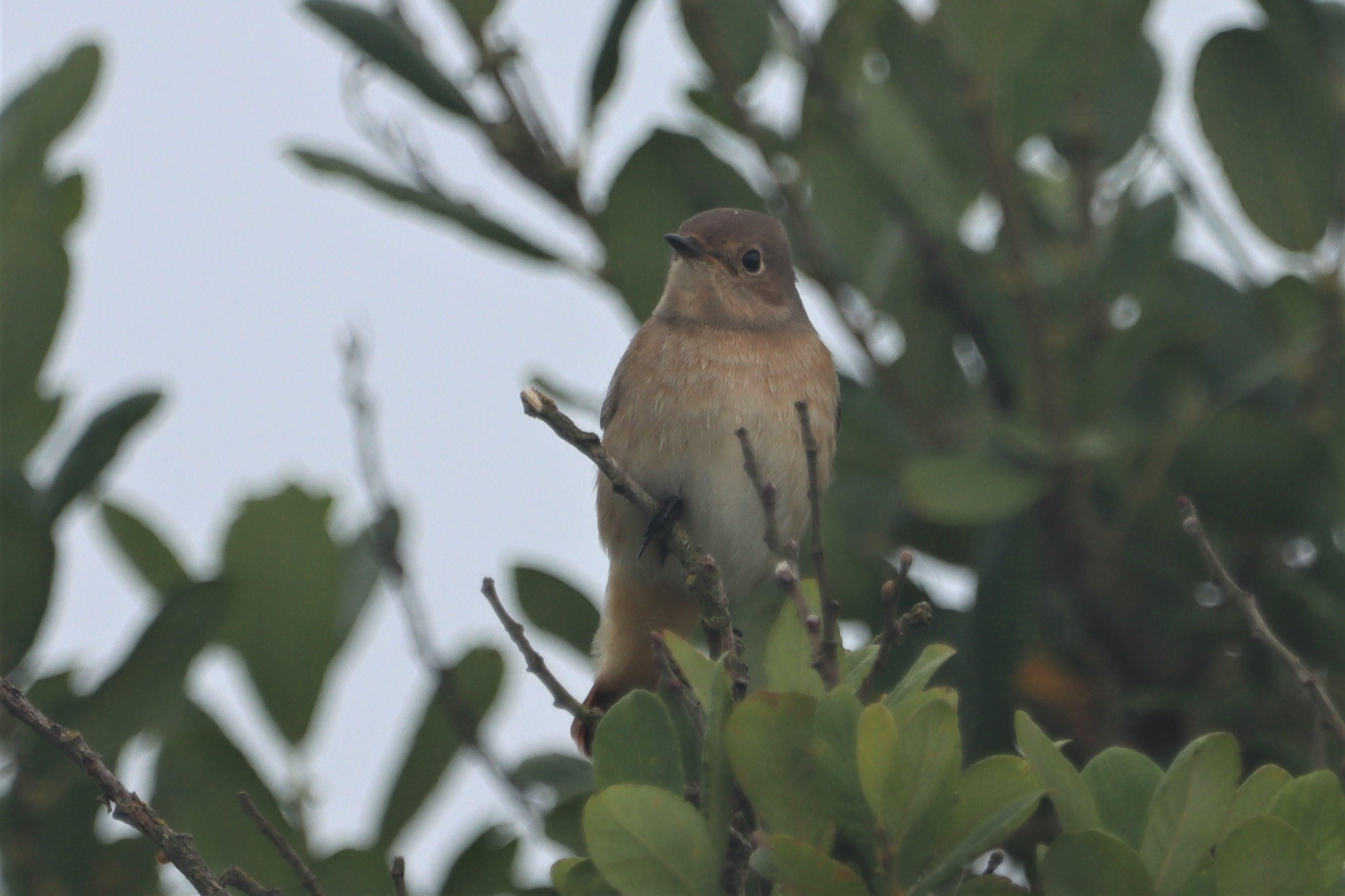 Redstart - 21-08-2021