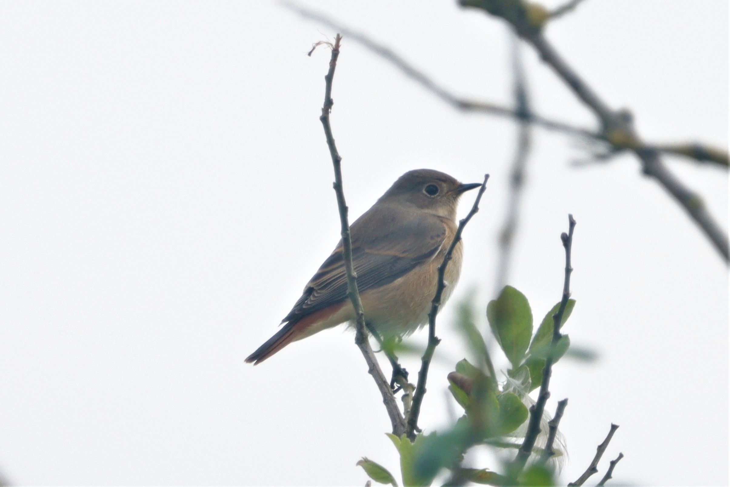 Redstart - 21-08-2021