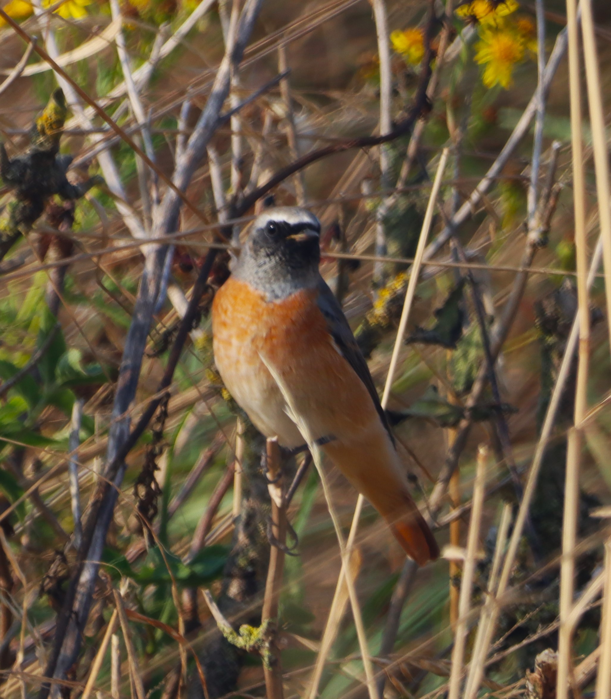 Redstart - 06-09-2024