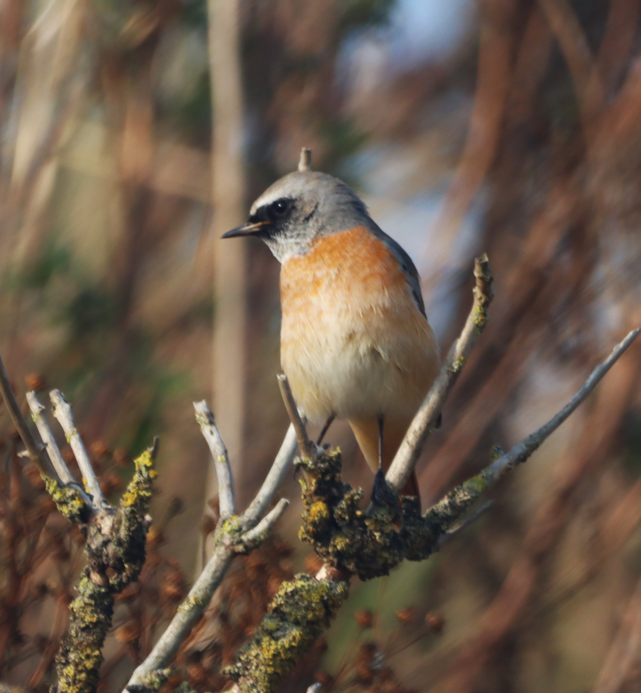 Redstart - 06-09-2024