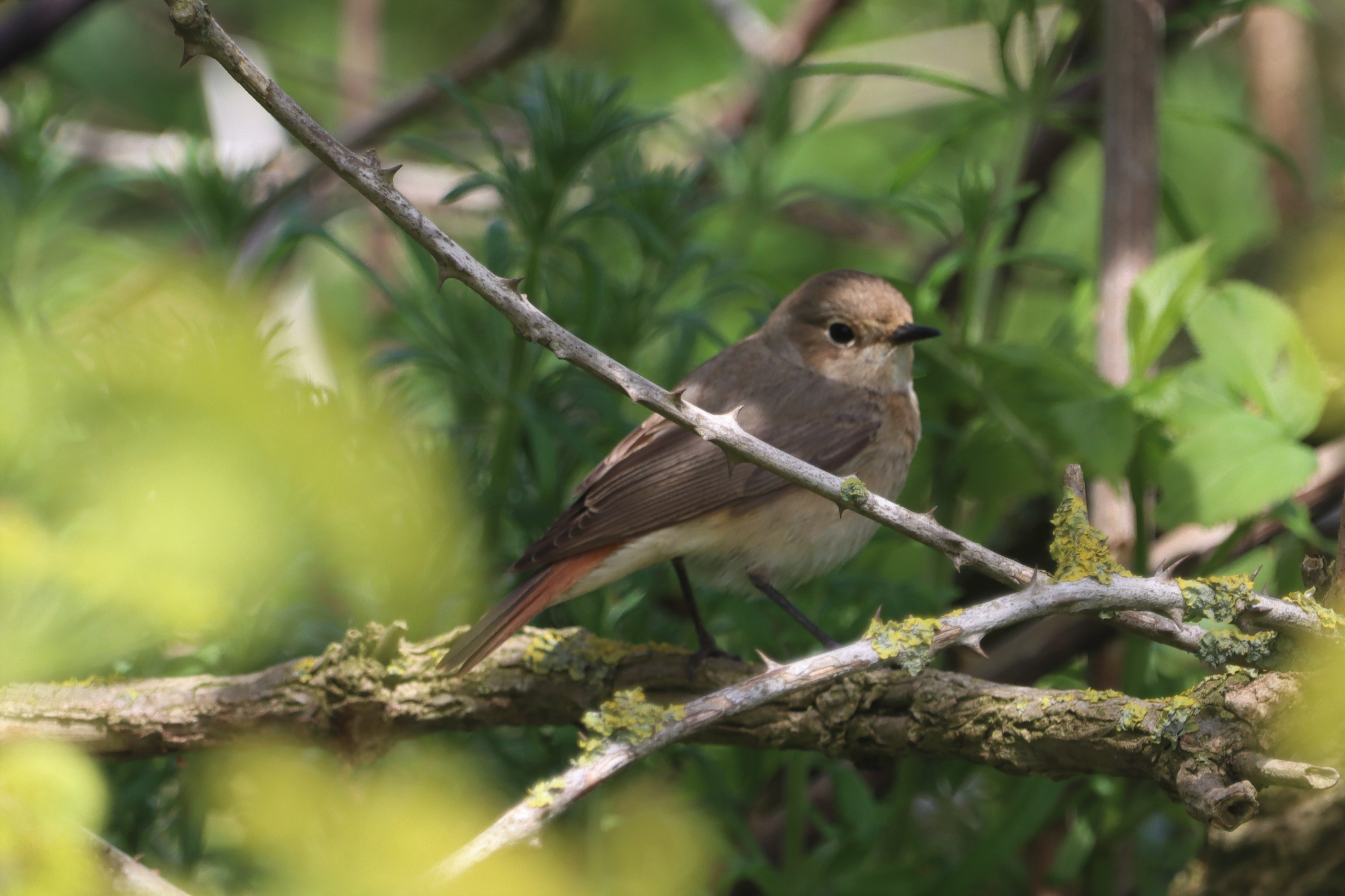 Redstart - 11-05-2021