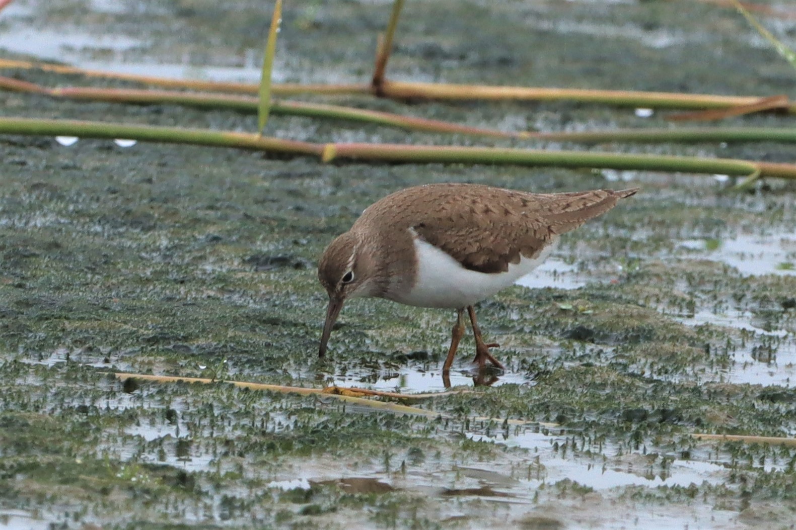 Common Sandpiper - 01-08-2021