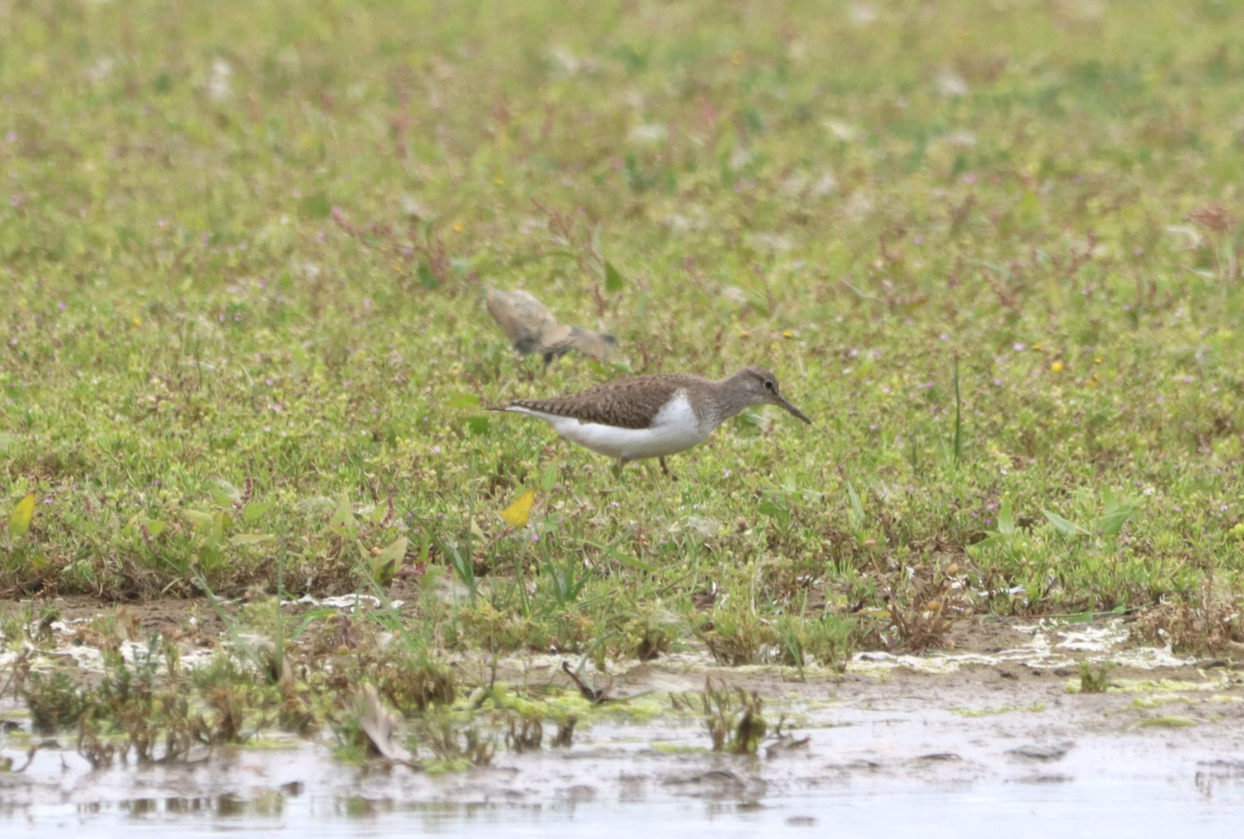 Common Sandpiper - 04-08-2025