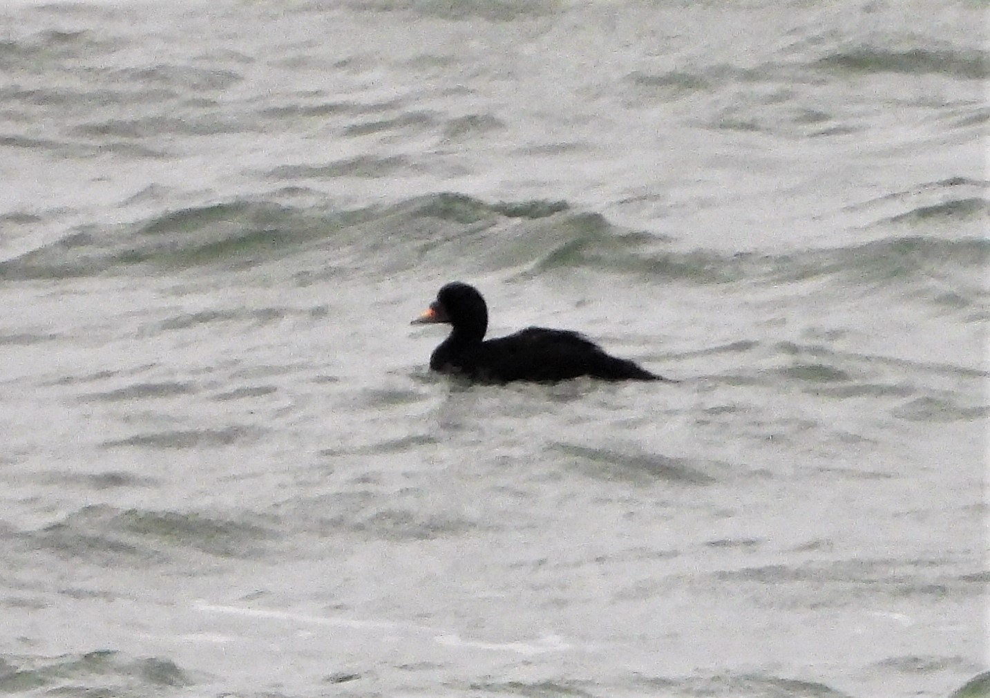 Common Scoter - 17-08-2021