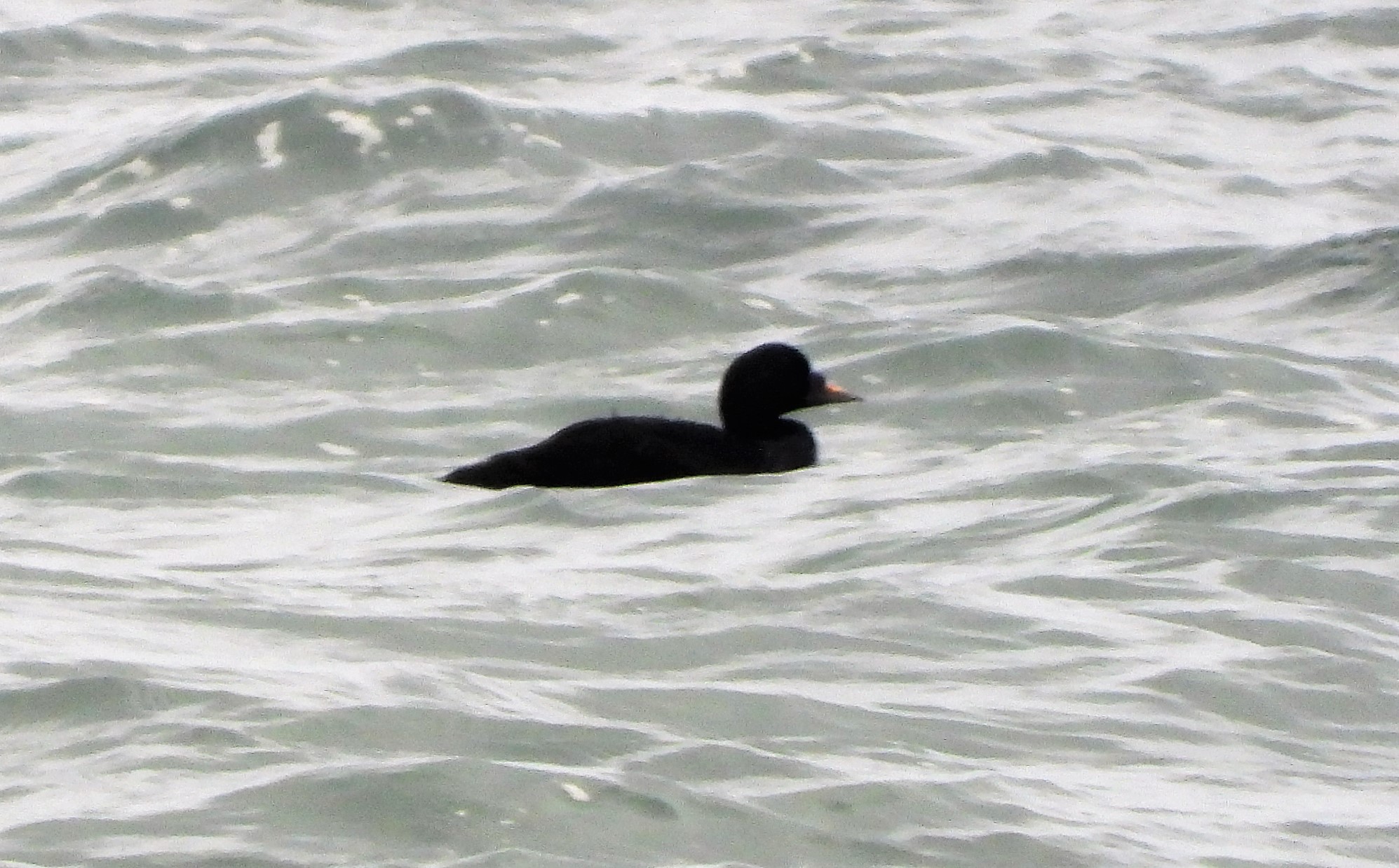 Common Scoter - 19-08-2021