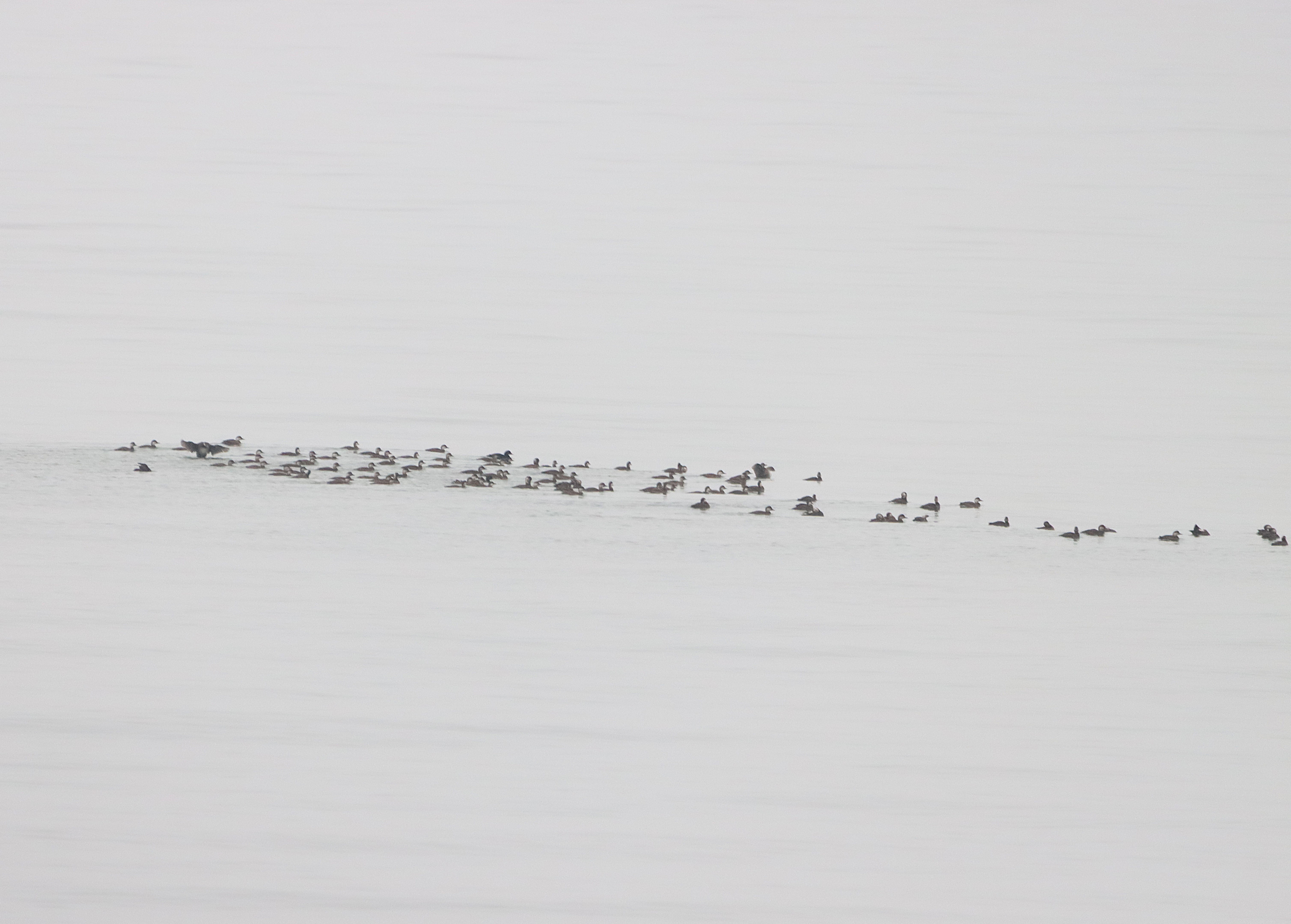 Common Scoter - 06-11-2024