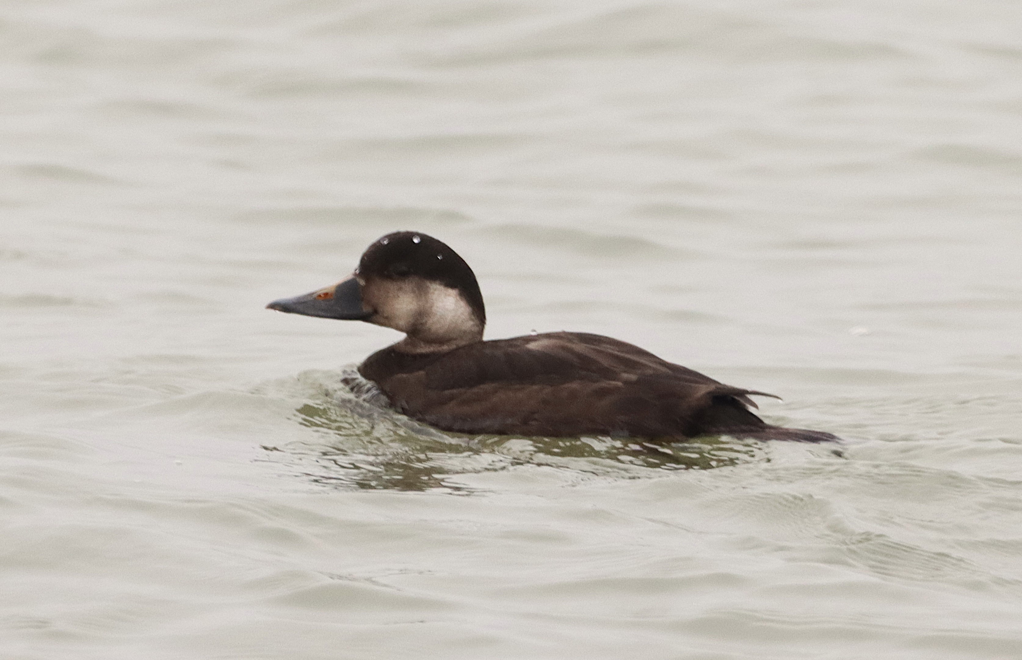 Common Scoter - 08-11-2024