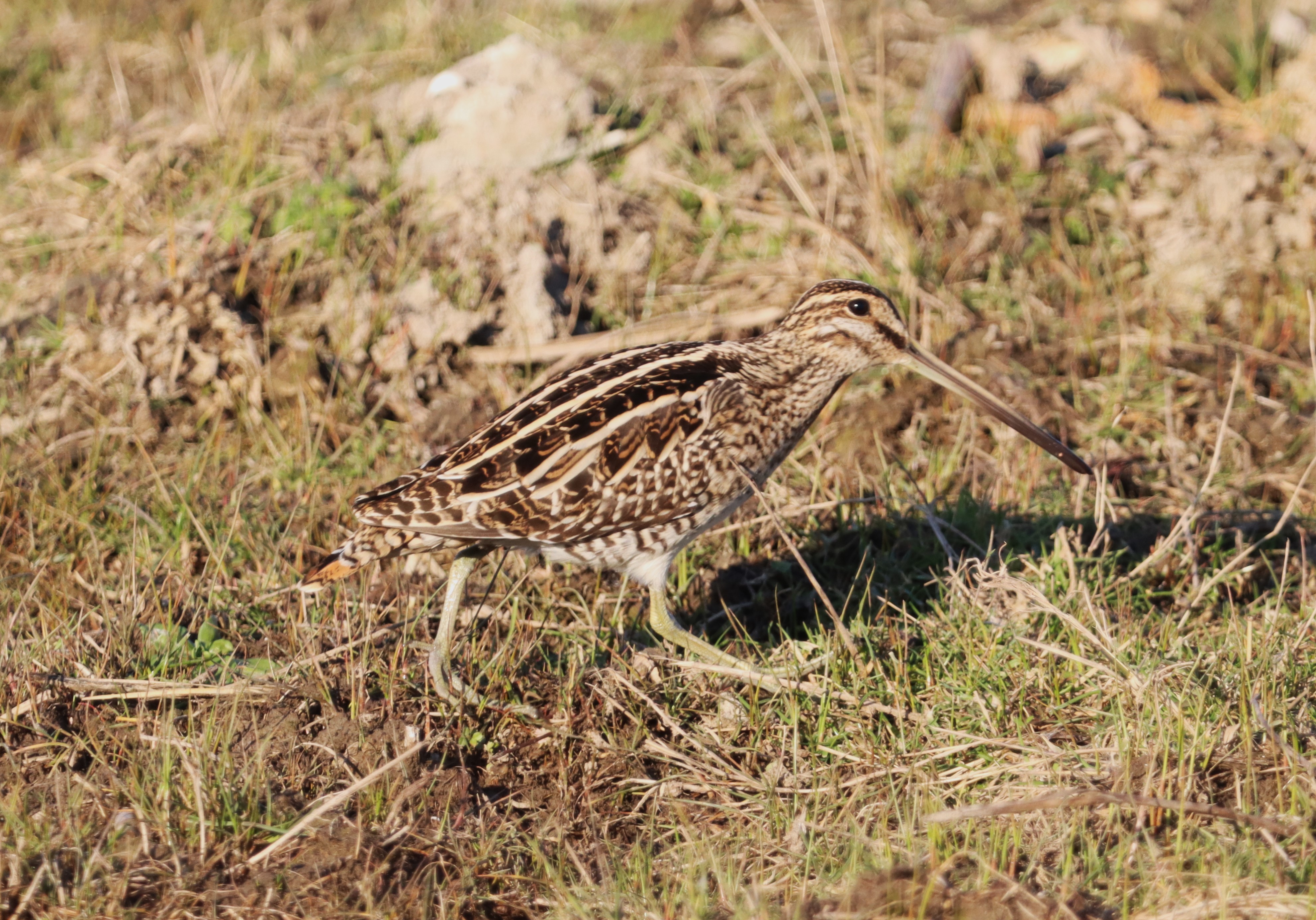 Snipe - 08-02-2023