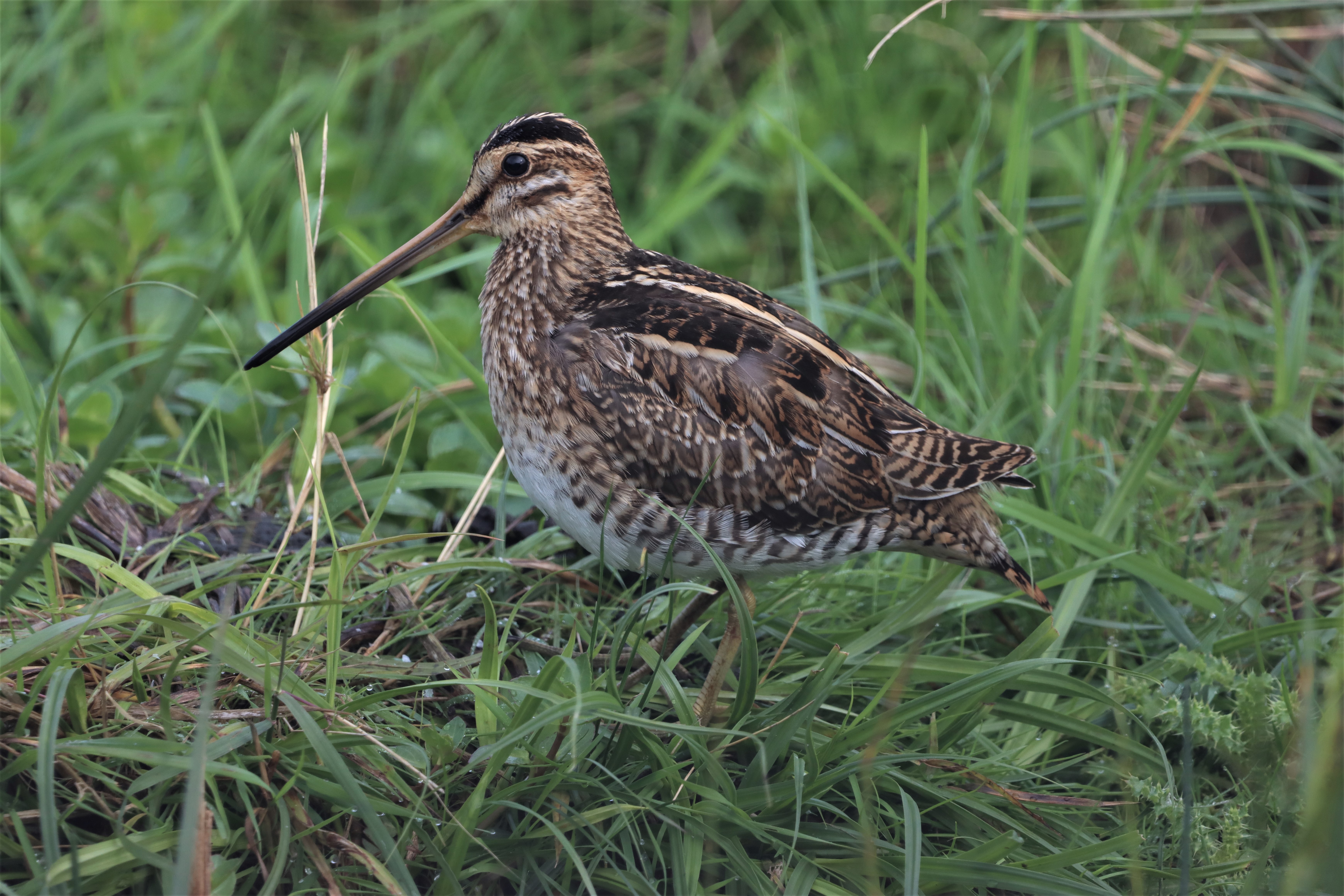 Snipe - 09-08-2021