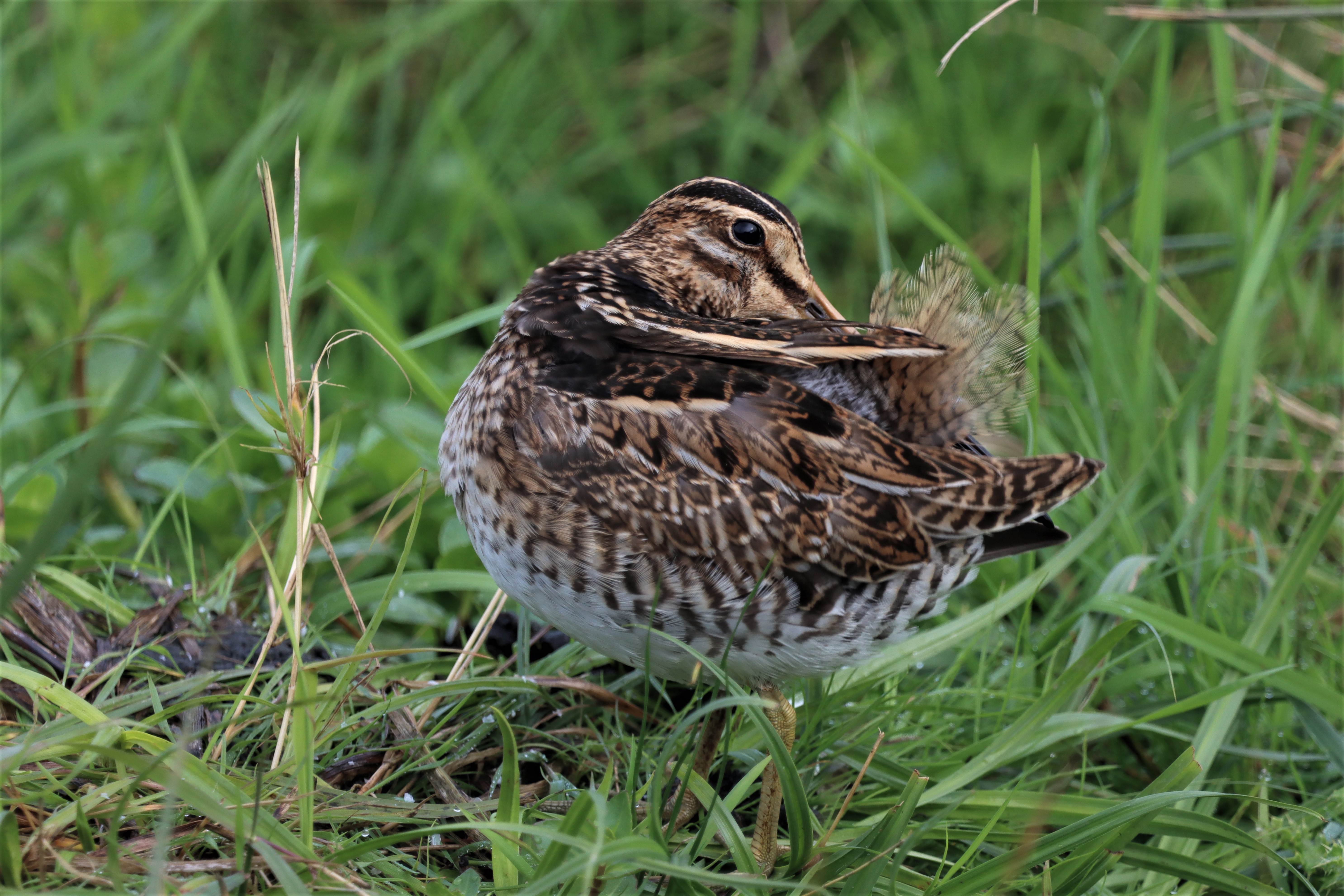 Snipe - 09-08-2021