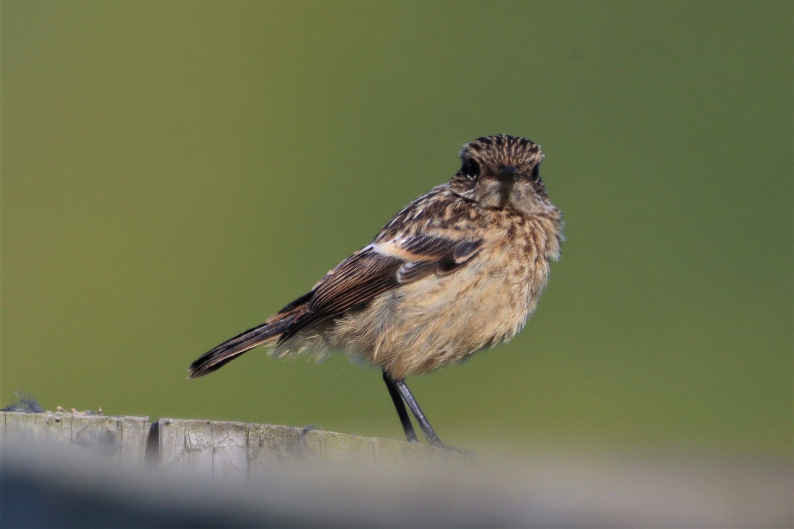 Stonechat - 13-06-2021