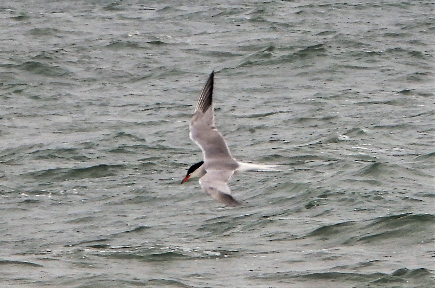 Common Tern - 01-07-2021