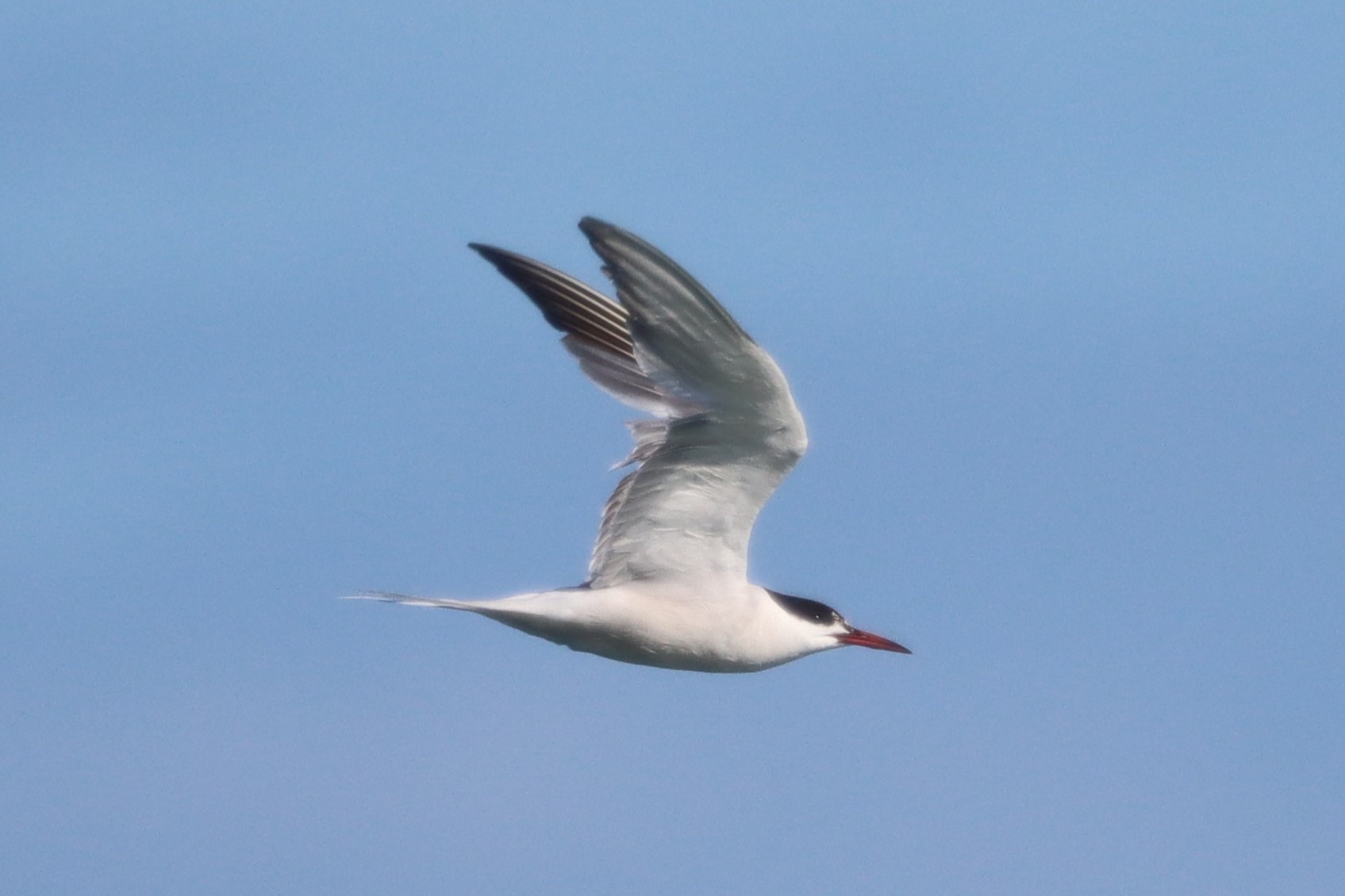 Common Tern - 02-09-2023