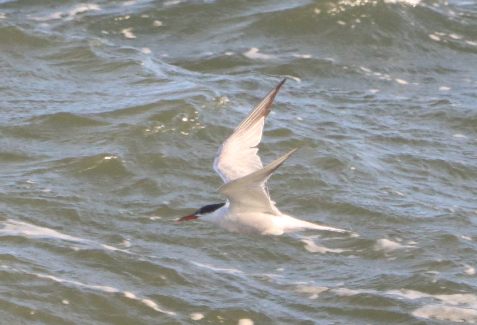 Common Tern - 14-10-2023