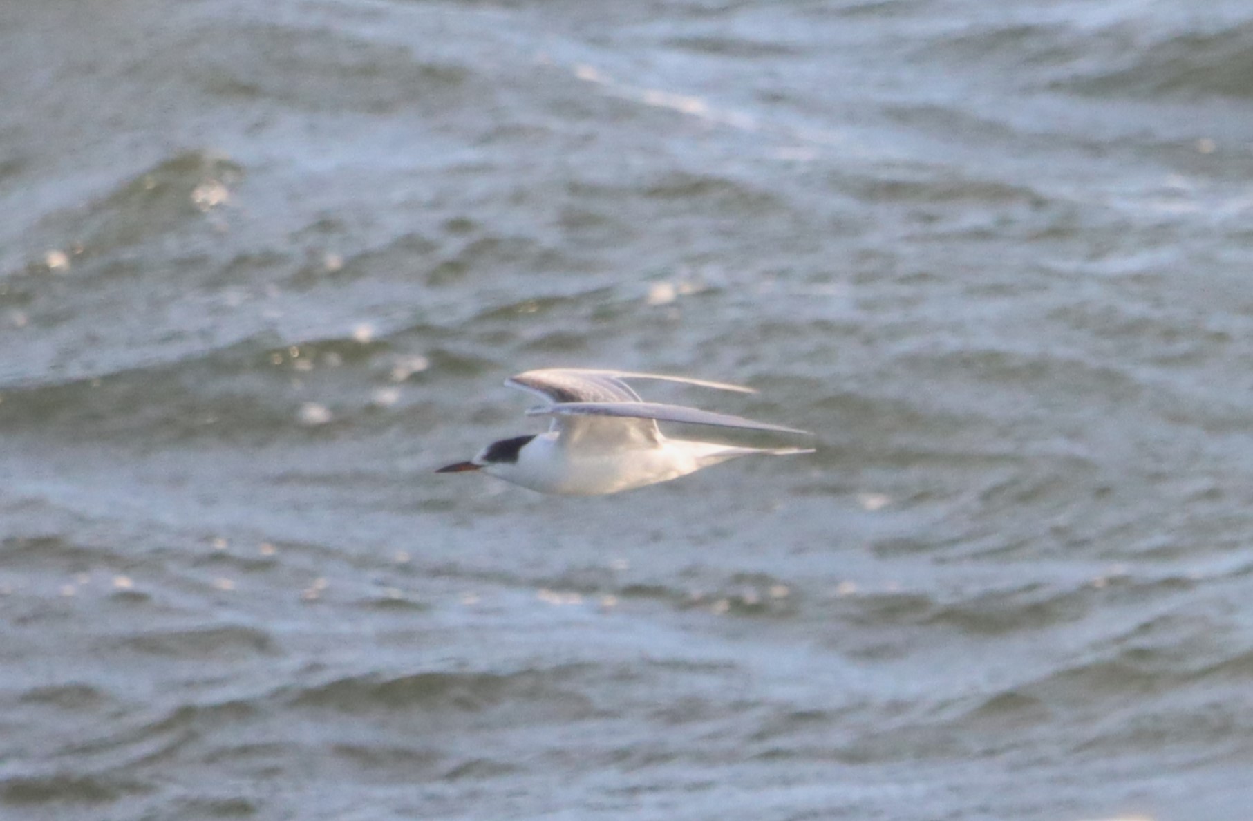 Common Tern - 14-10-2023