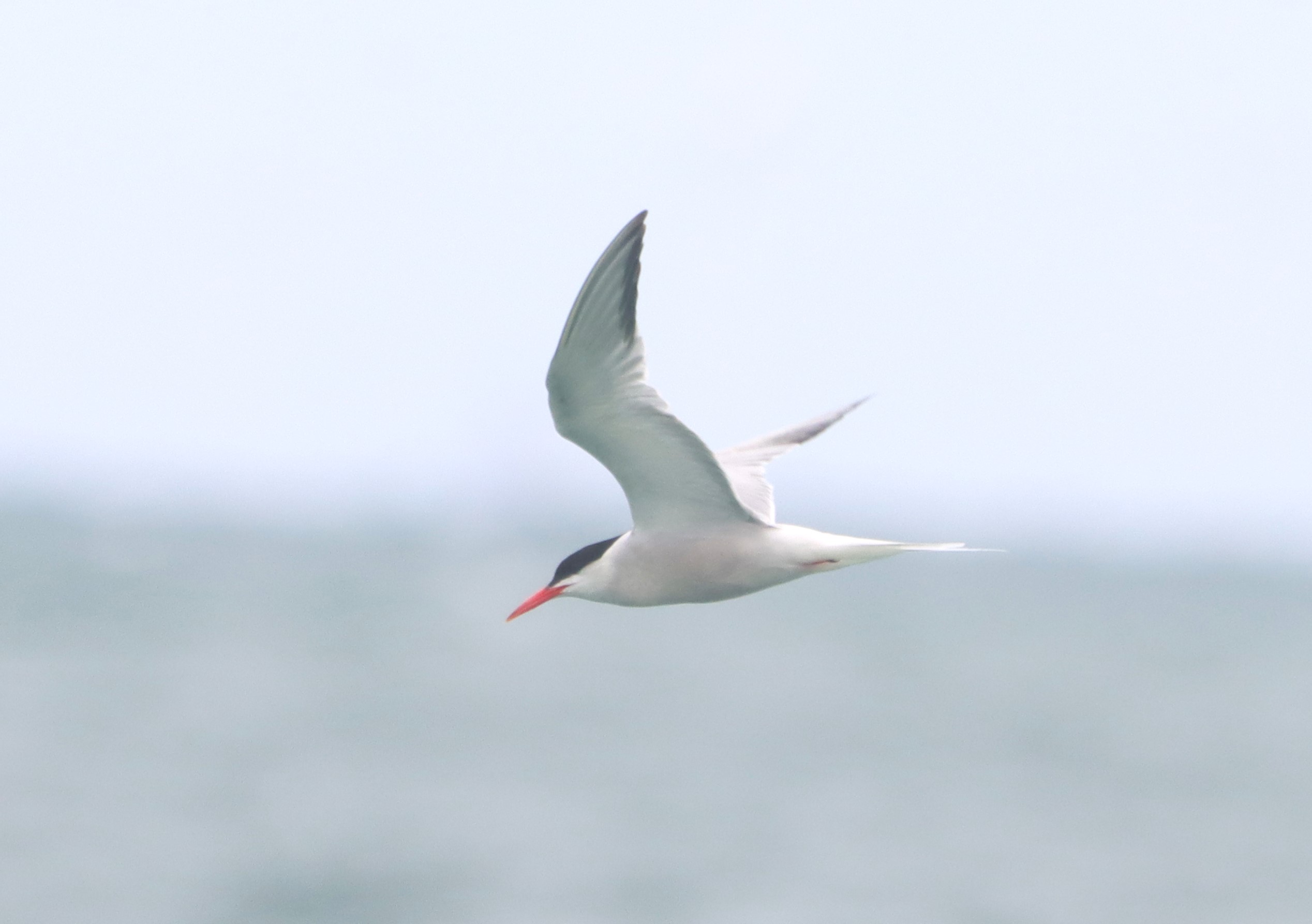Common Tern - 18-07-2026