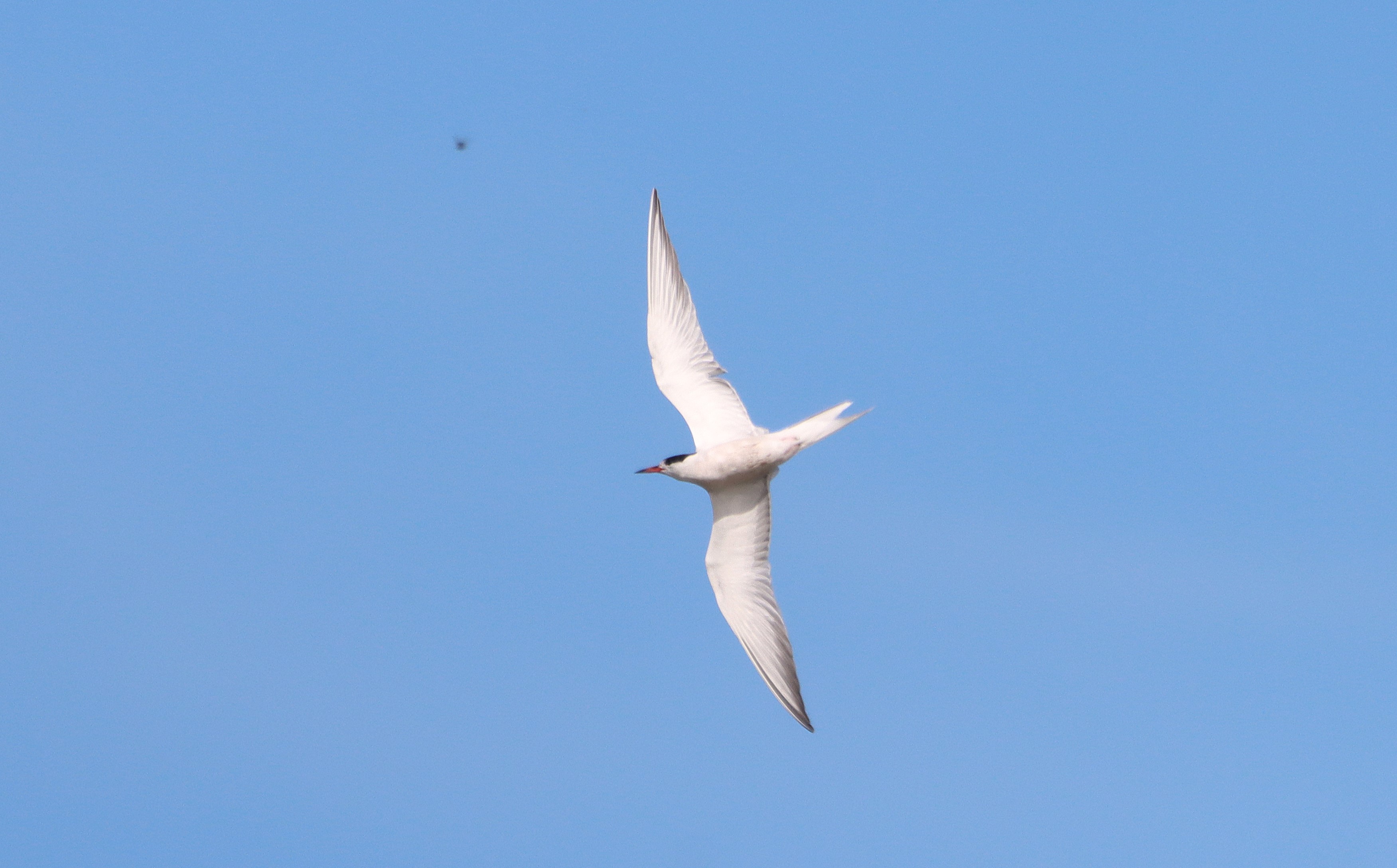 Common Tern - 21-07-2025