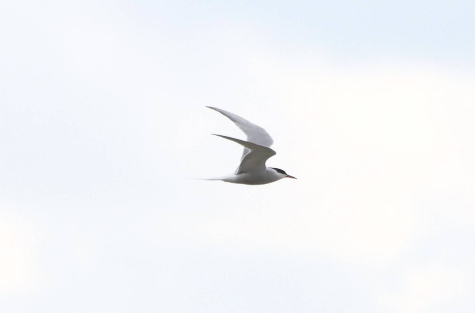 Common Tern - 03-06-2026