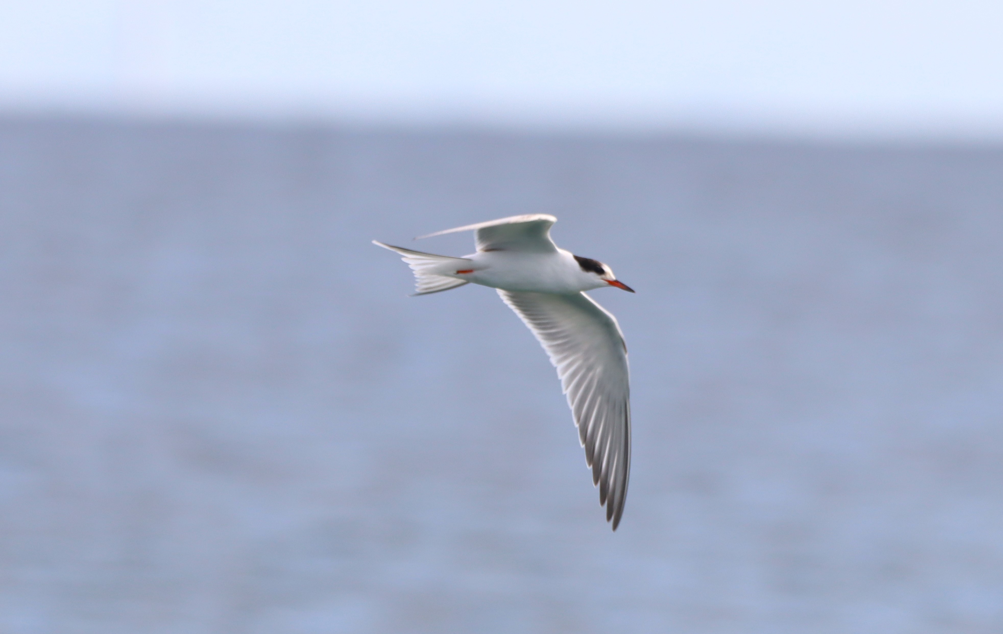 Common Tern - 04-09-2025