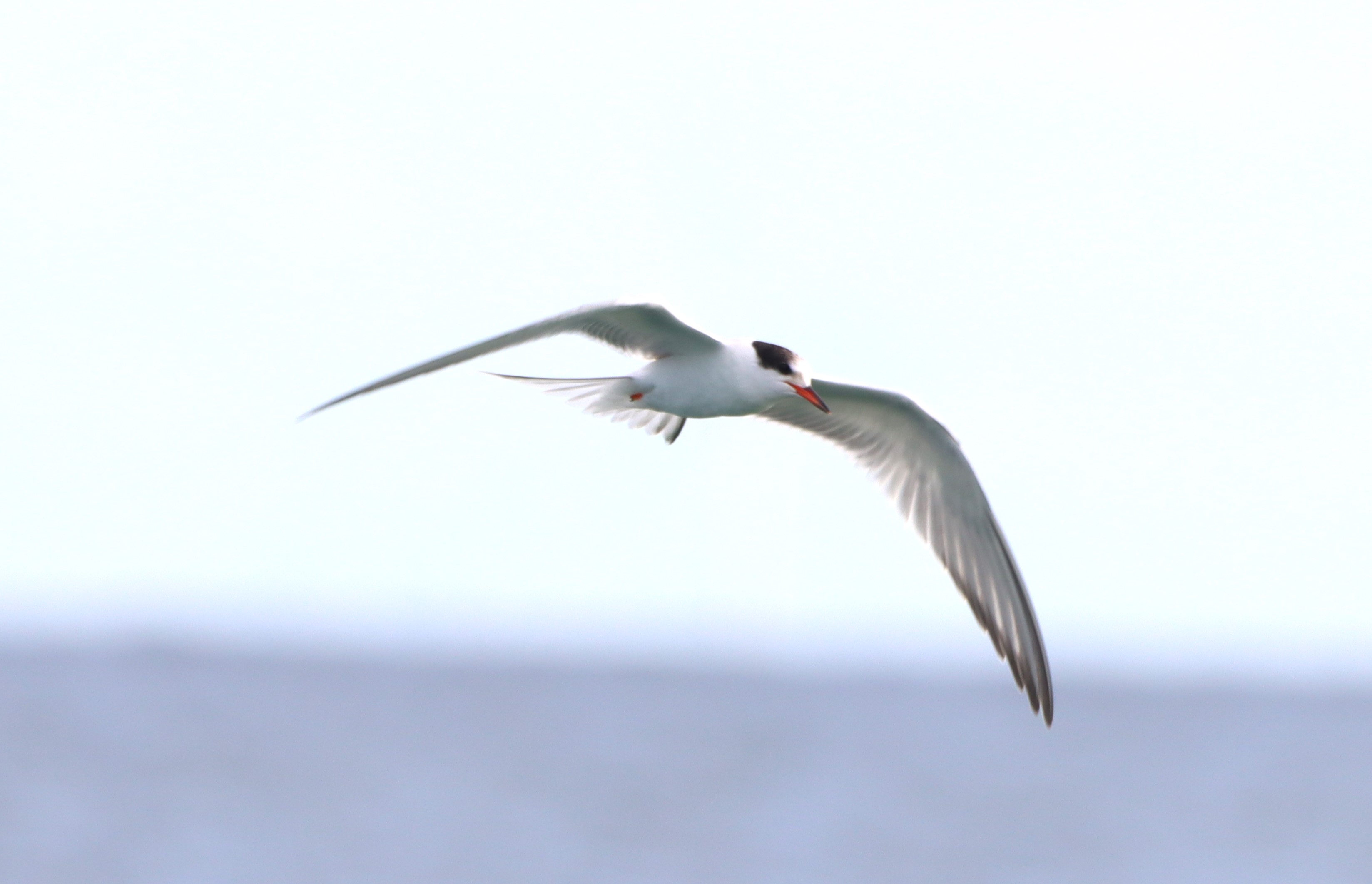 Common Tern - 04-09-2025